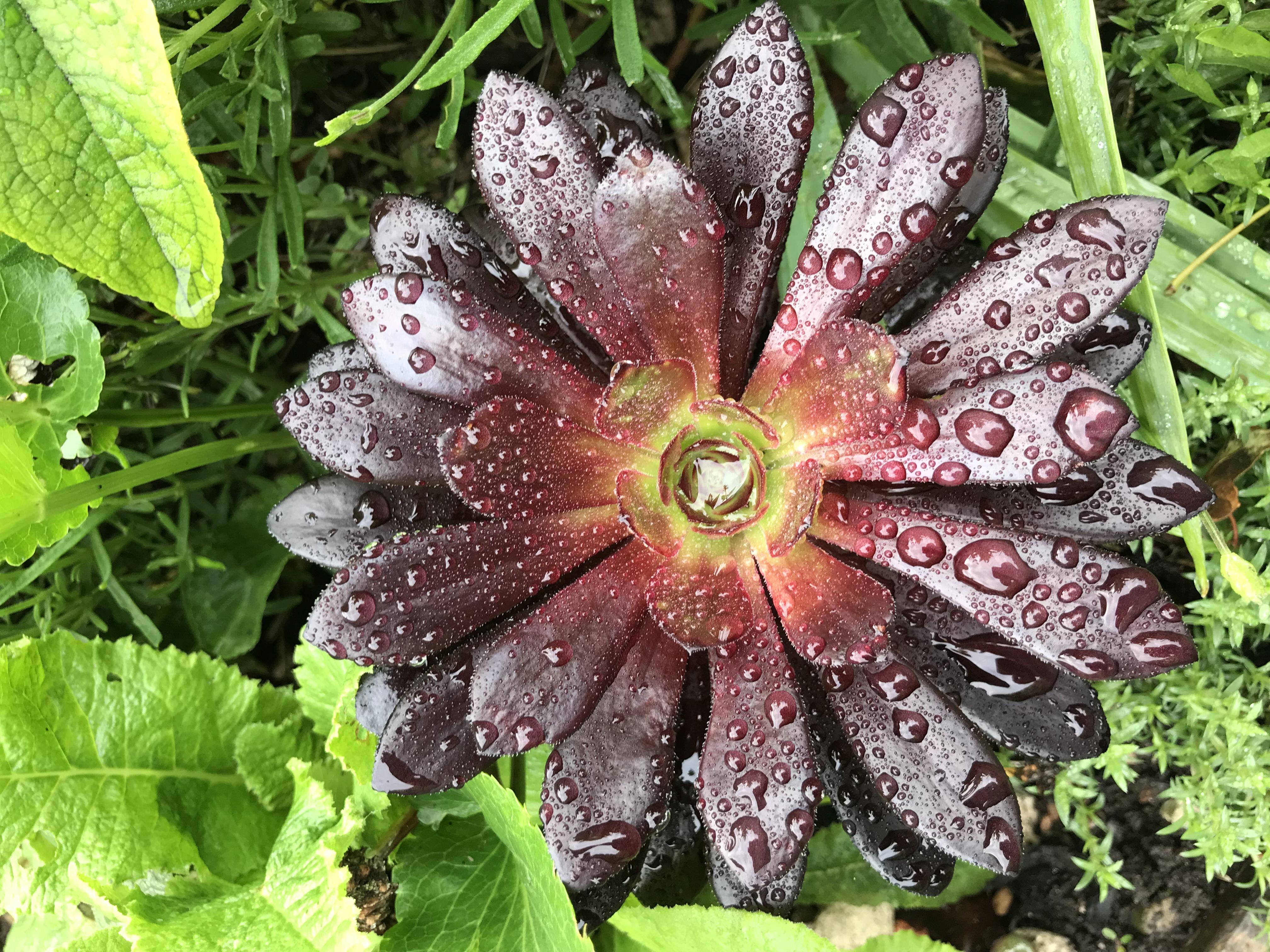 Six on Saturday 8th June 2019