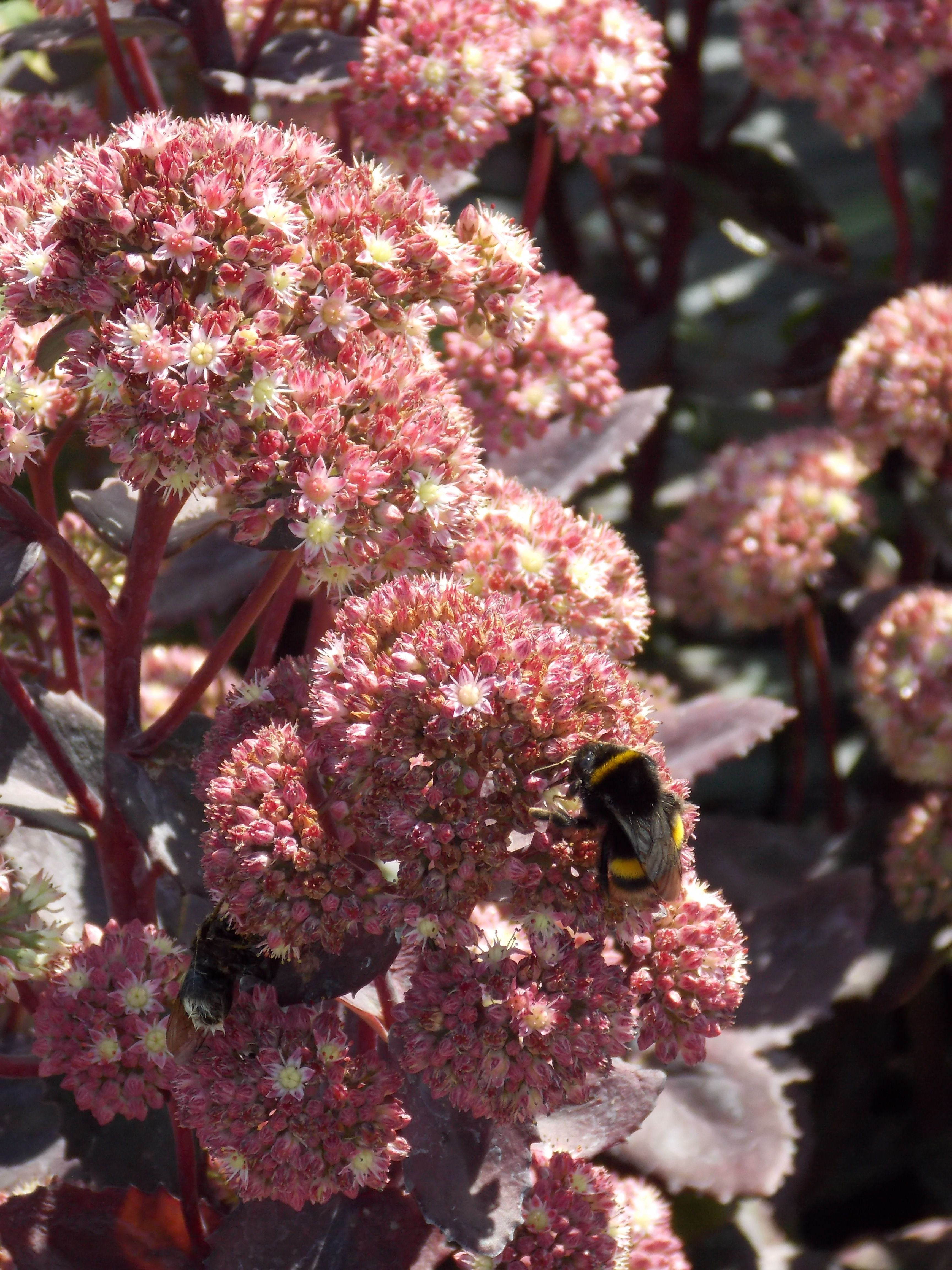 Bees enjoying the Sedum Strawberry and Cream. Garden