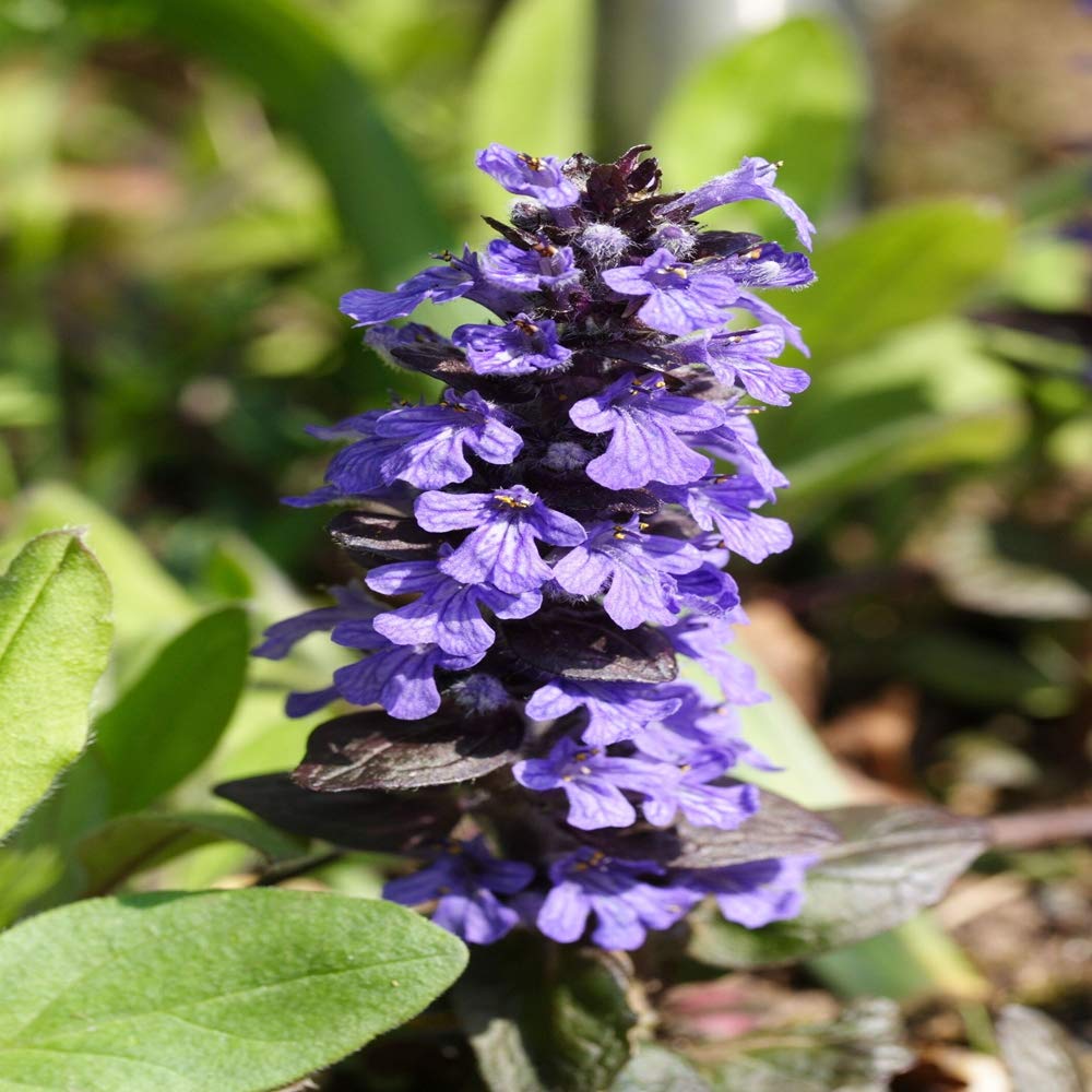 Outsidepride Ajuga Groundcover