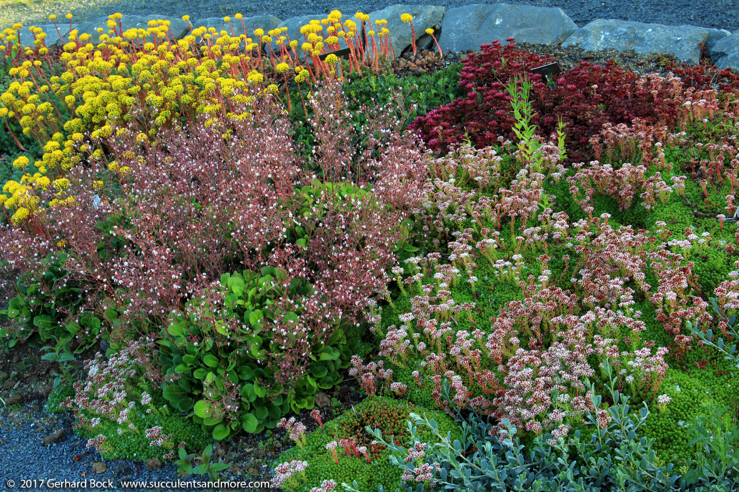 Succulents And More: Cold Hardy Sedums