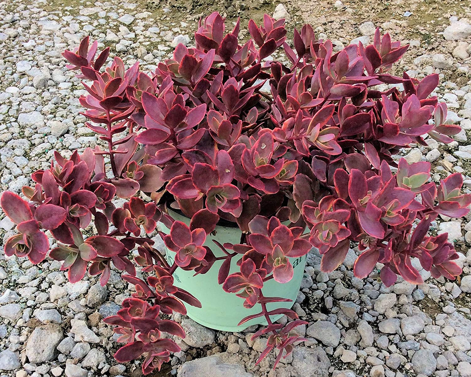 Plants That Work Wildfire Stonecrop
