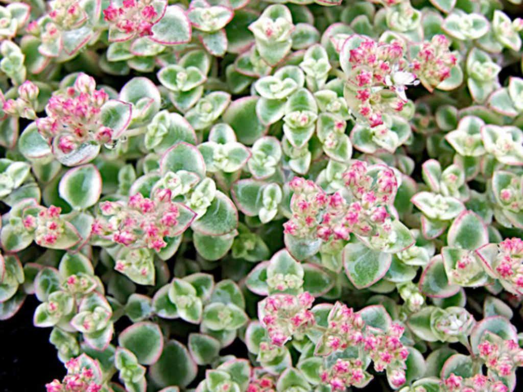 Sedum 'Little Missy' Missy Sedum. Sedum. Succulents