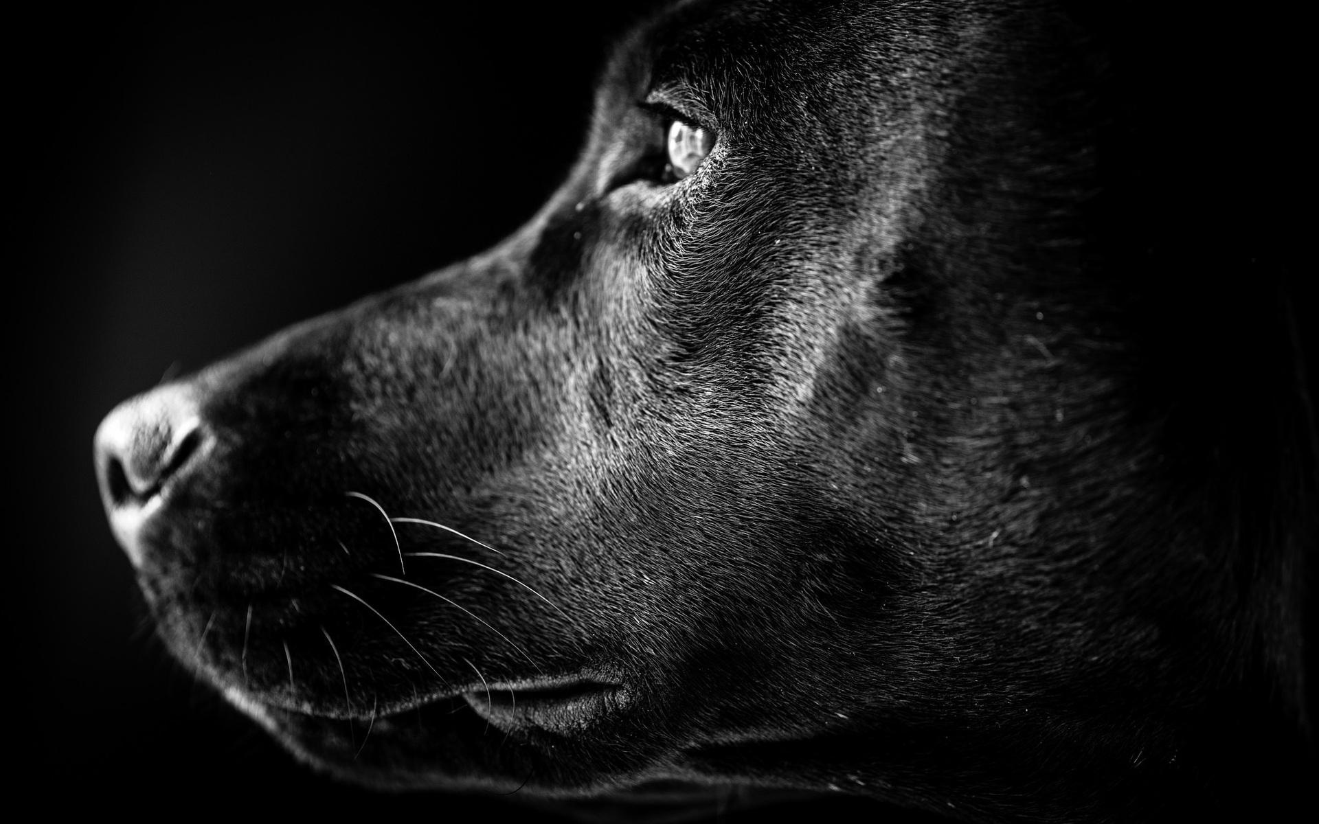Black Labrador Profile HD Wallpaper