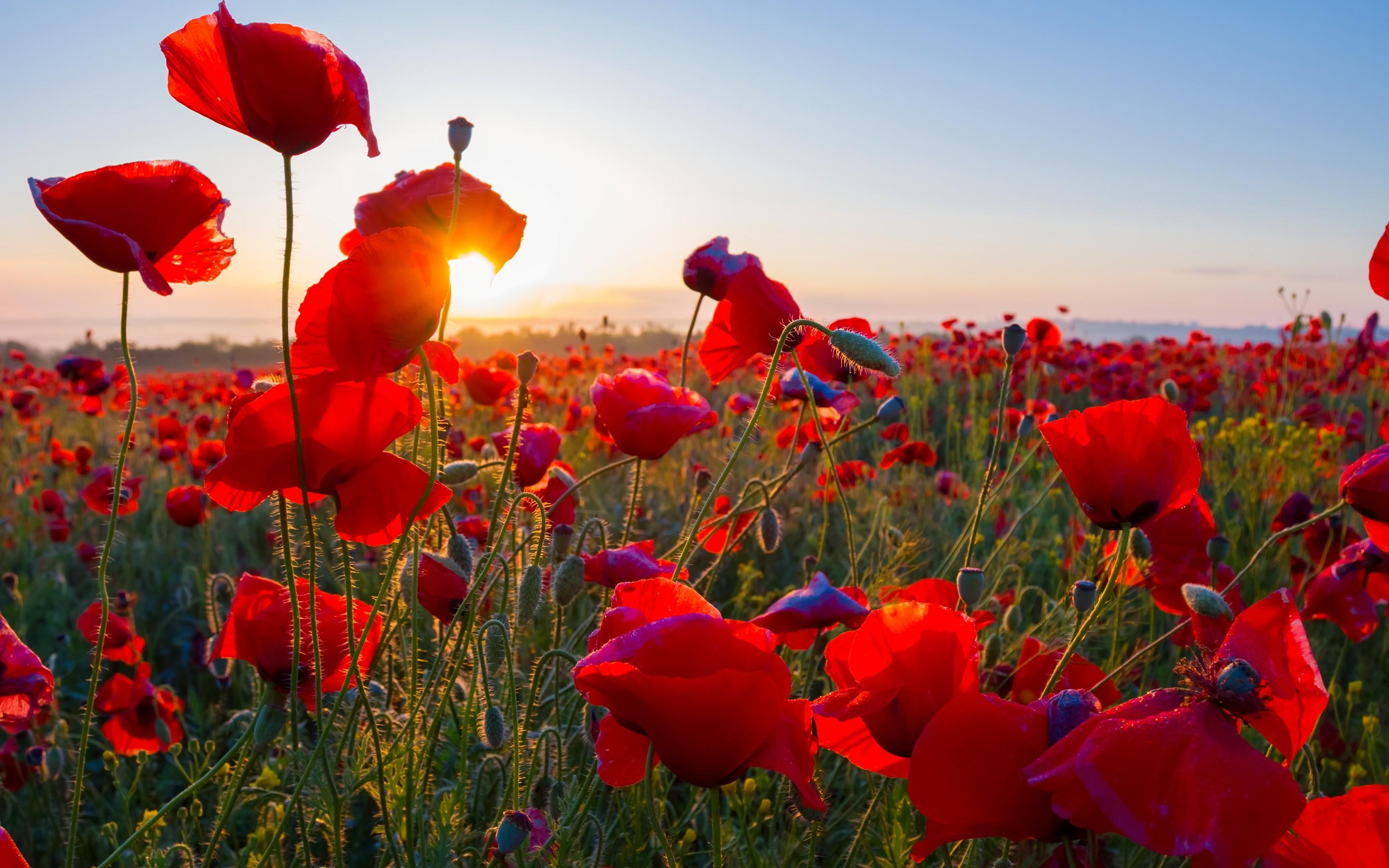 Wallpaper Poppy field, Sunrise, Morning, Blossom, HD, Flowers