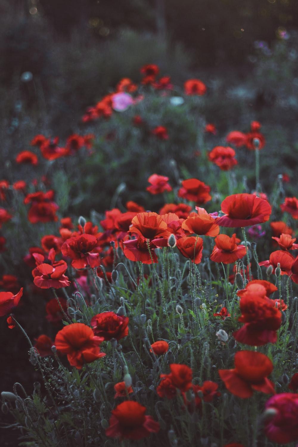 Poppy Field Picture. Download Free Image