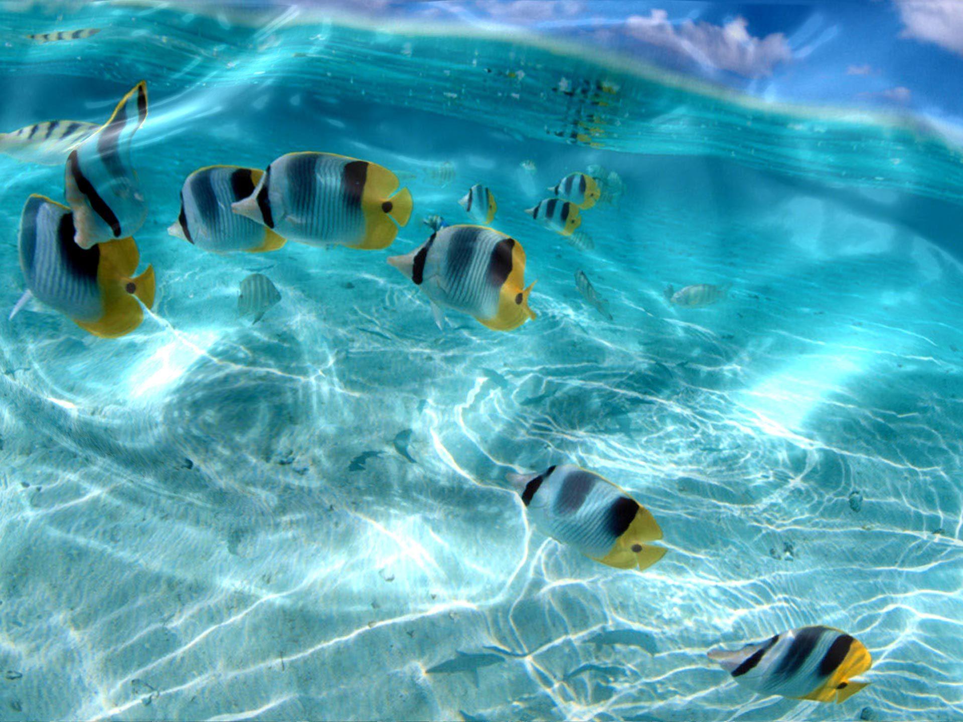 Colorful Tropical Fish Ocean Transparent Water HD Wallpaper