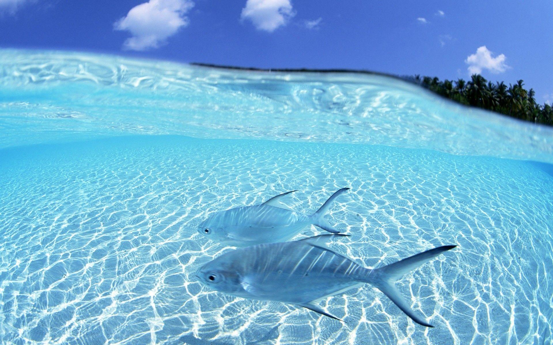 Maldives transparent water and blue sky. Animals. Ocean, Fish