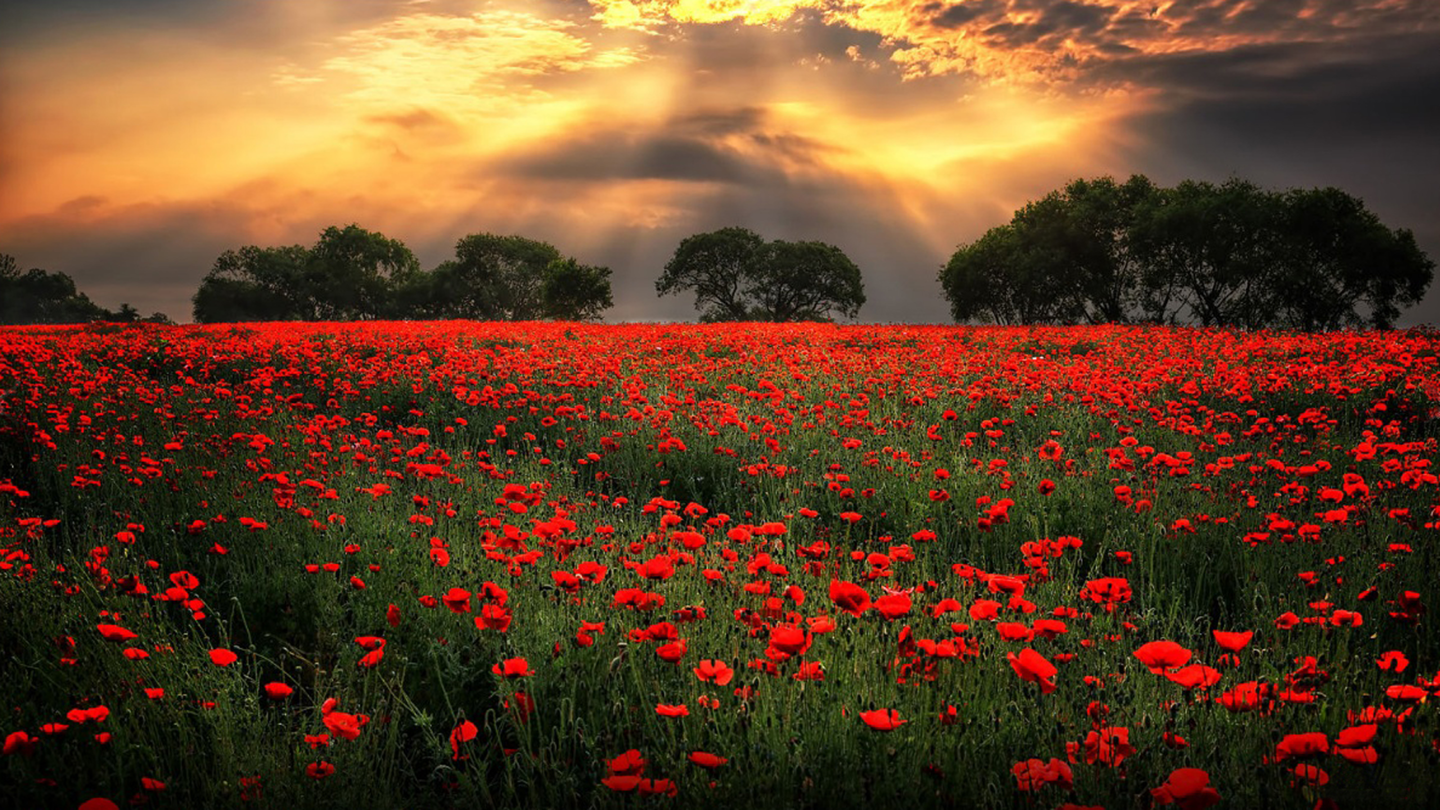 Amazing Sky over Poppy Field HD Wallpaper. Background Image