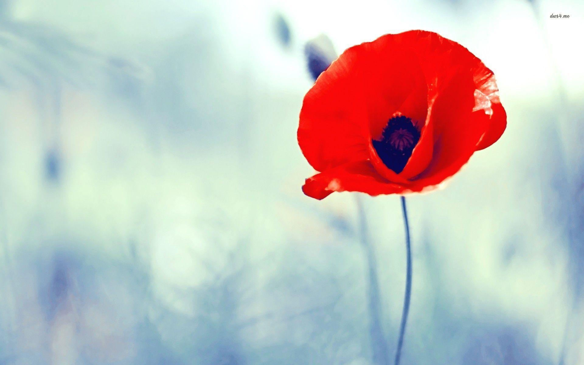 Poppy Flower Wallpaper