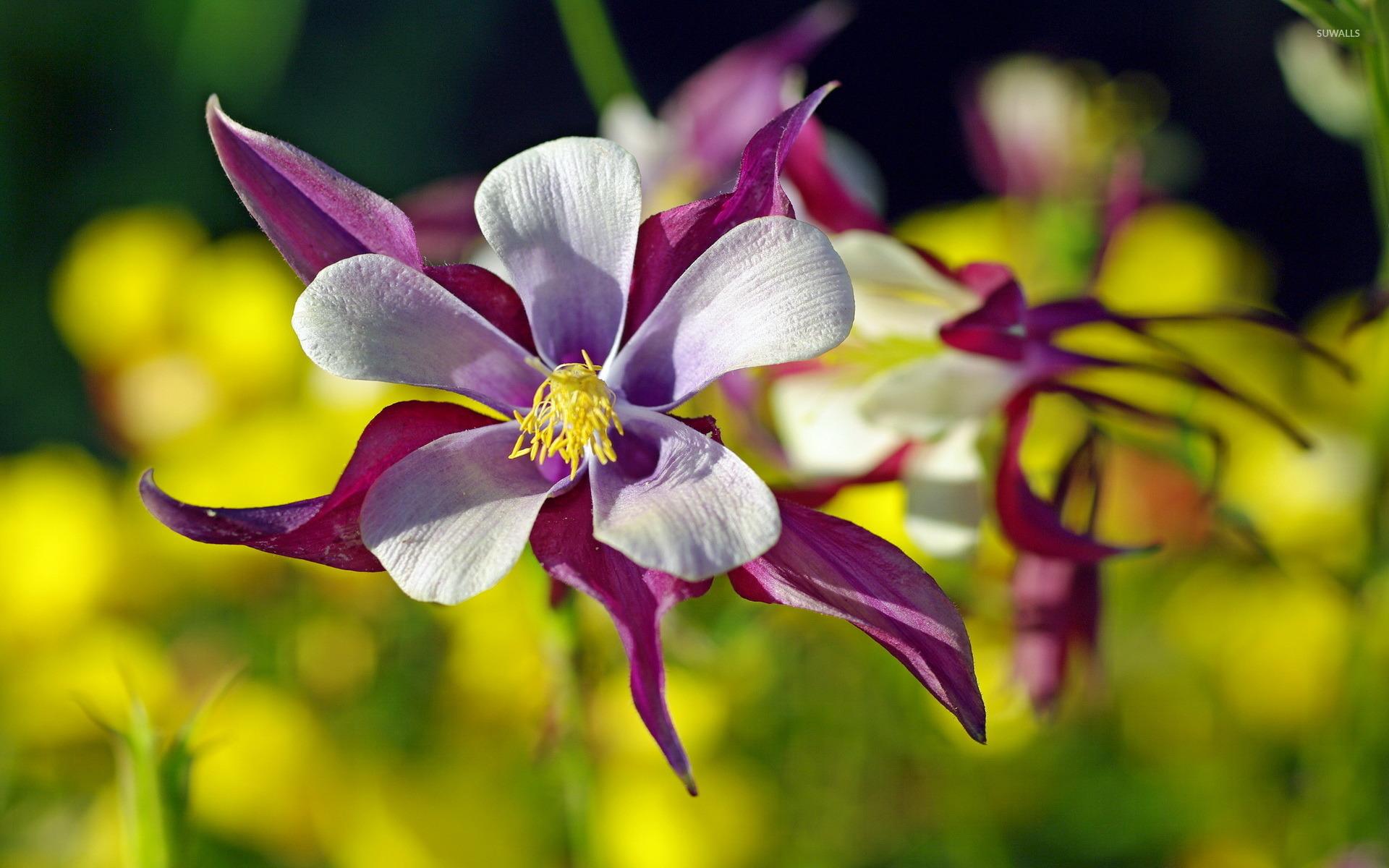 Pretty Columbines Wallpapers - Wallpaper Cave
