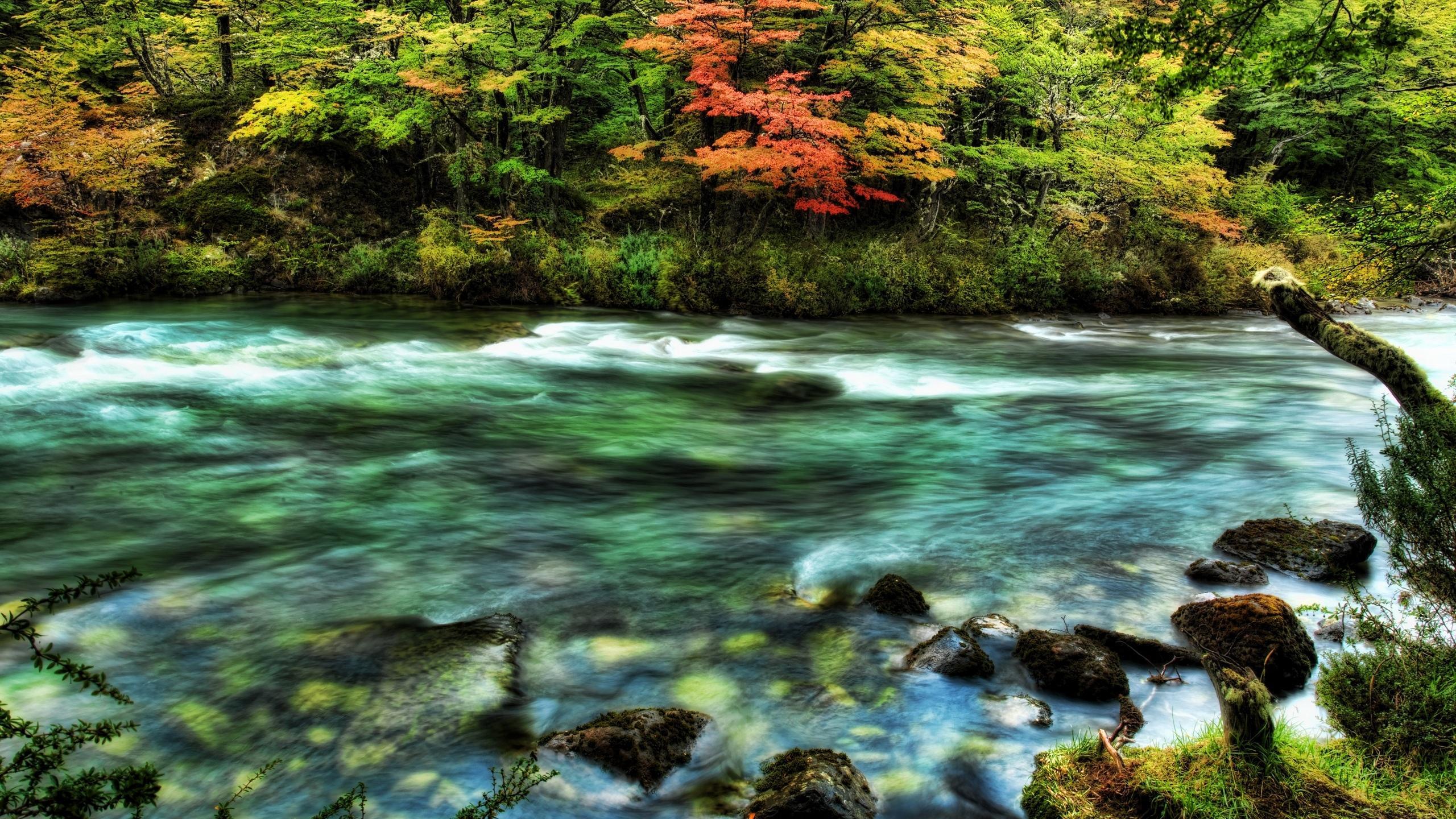 Download wallpaper 2560x1440 river, wood, stream, colors, stones