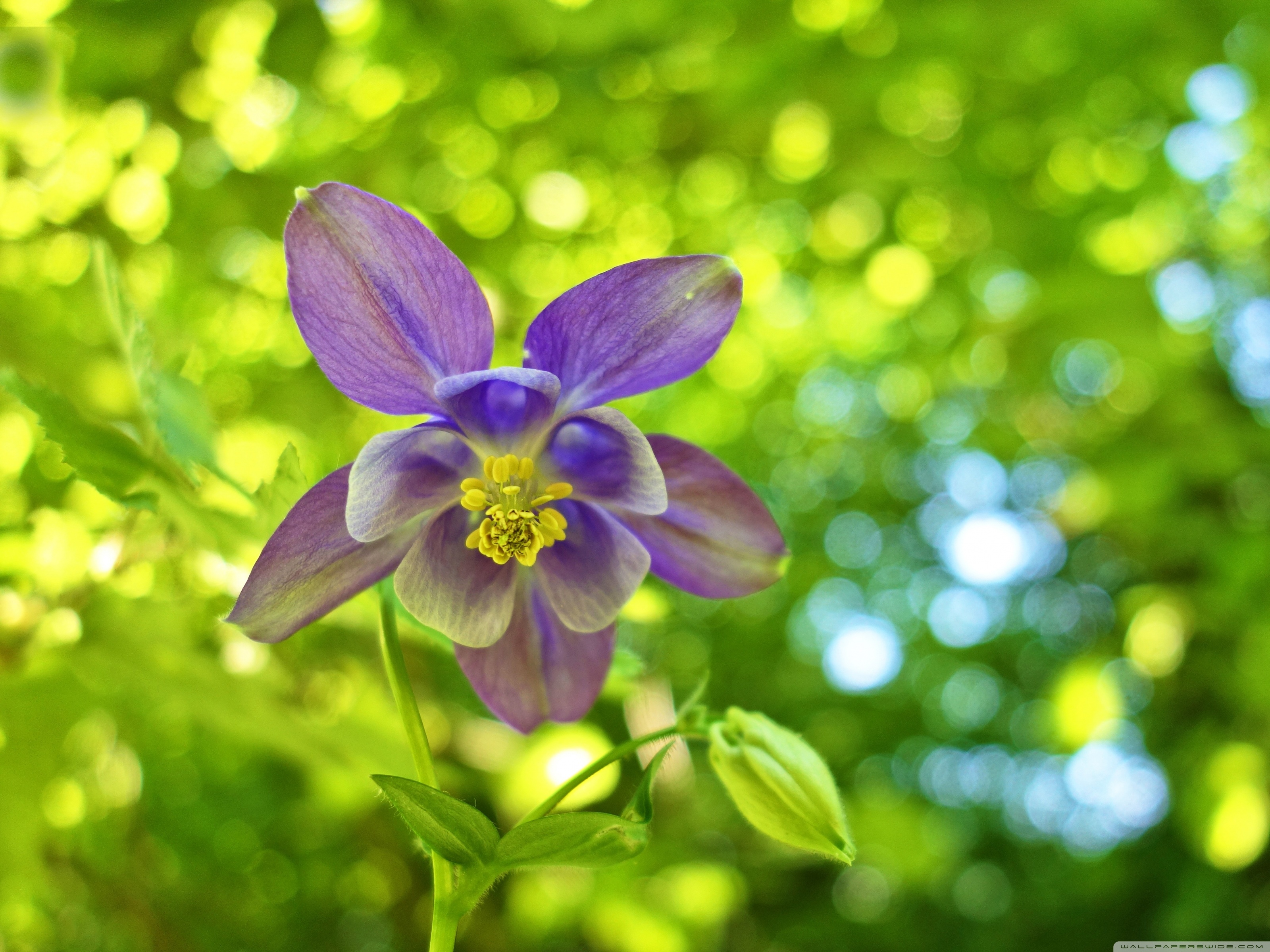Pretty Columbines Wallpapers - Wallpaper Cave