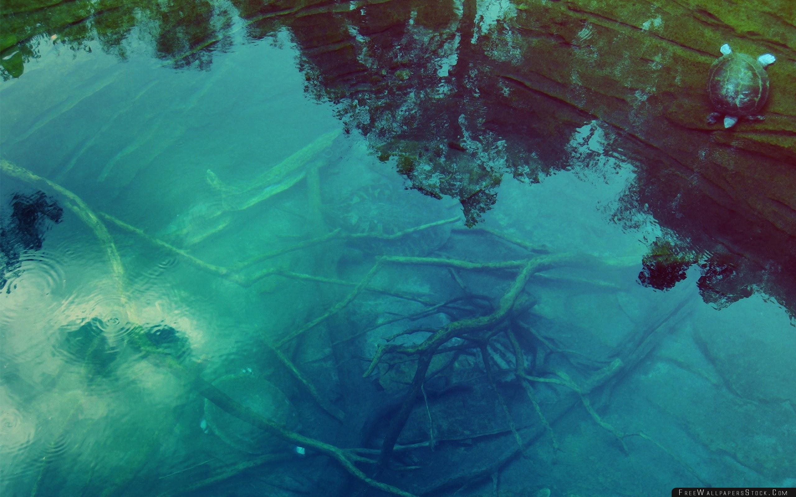Bottom Branches Water Transparent Turtle Wallpaper Wallpaper