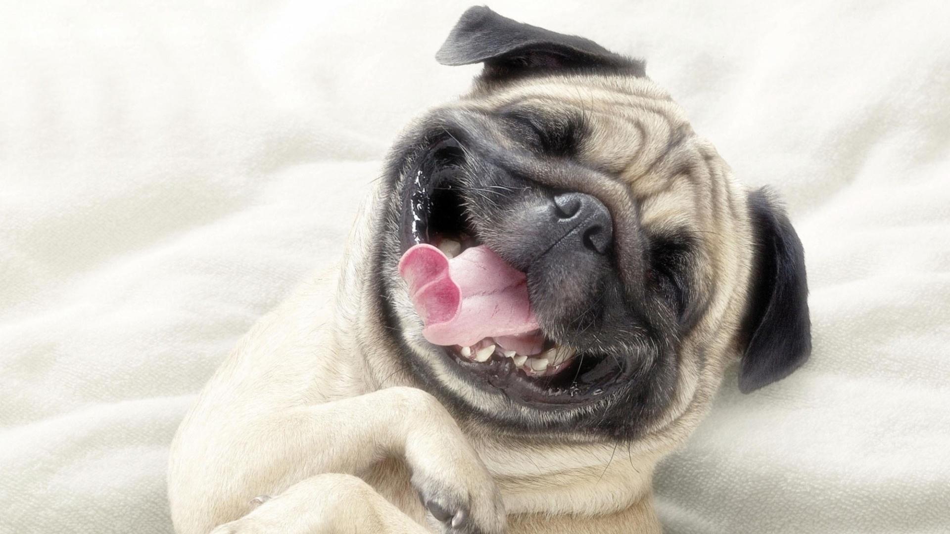 Smile Dog HD Wallpaper, Background Image