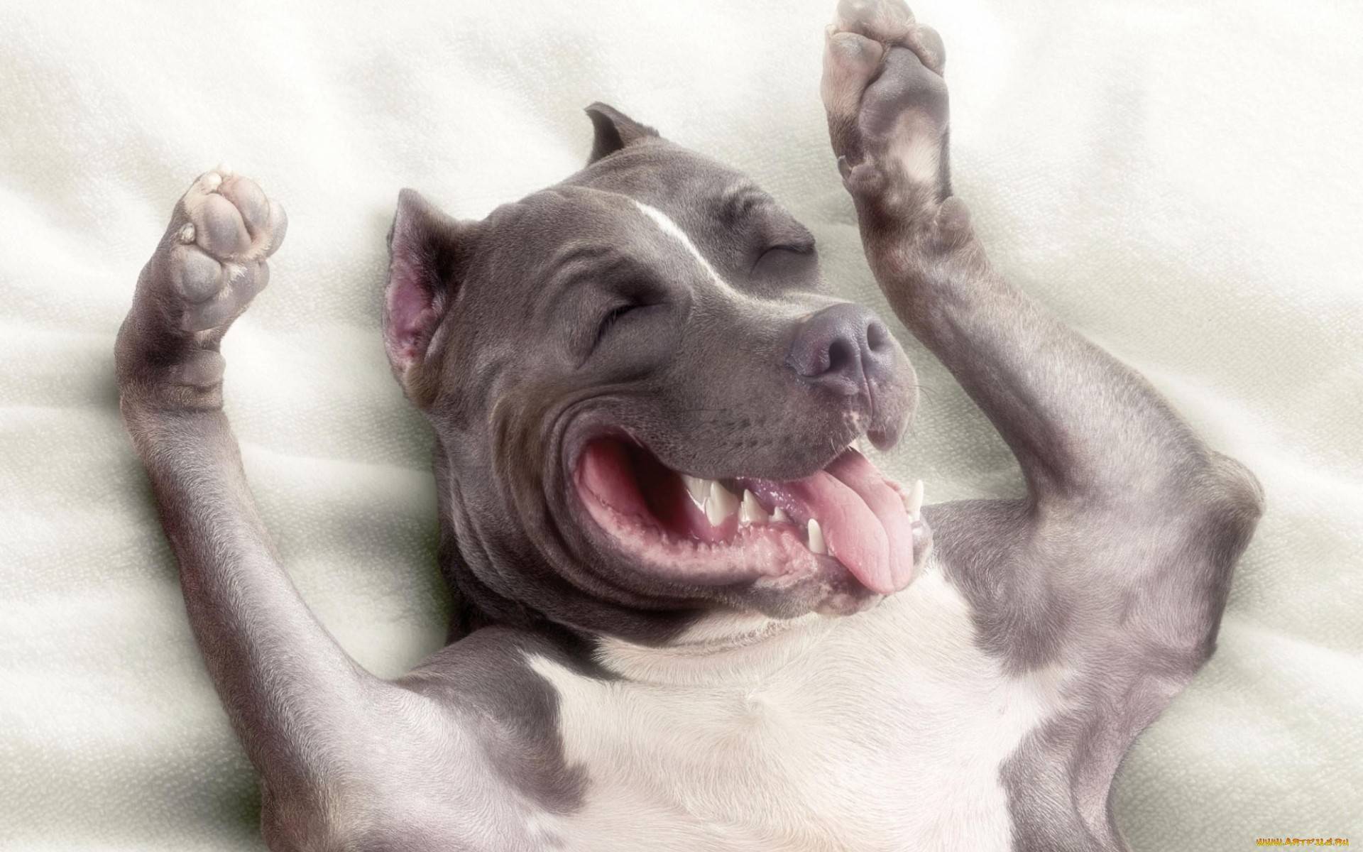 Smile Dog Origin HD Wallpaper, Background Image
