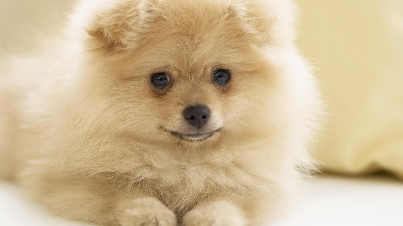 Pets Animal Photo: Puppy Sweet Smile Dog Wallpaper Background