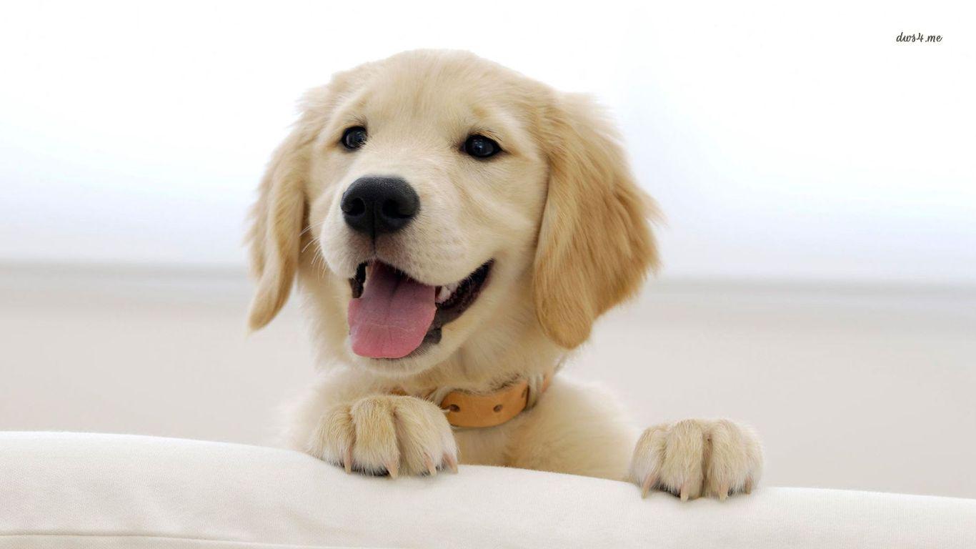 Golden Retriever Puppy Smiling HD Wallpaper, Background Image