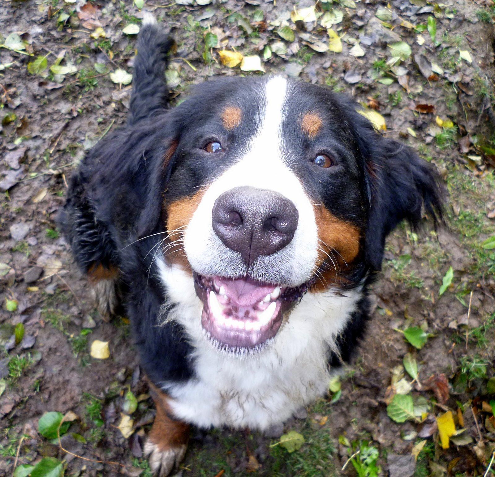 Portrait of a smiling Bernese Mountain dog wallpaper and image