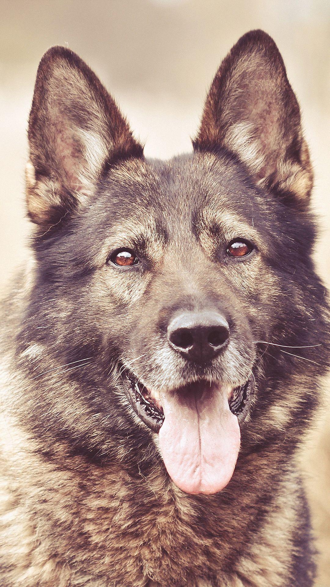 My Shepherds Dog Smile Animal iPhone 8 Wallpaper