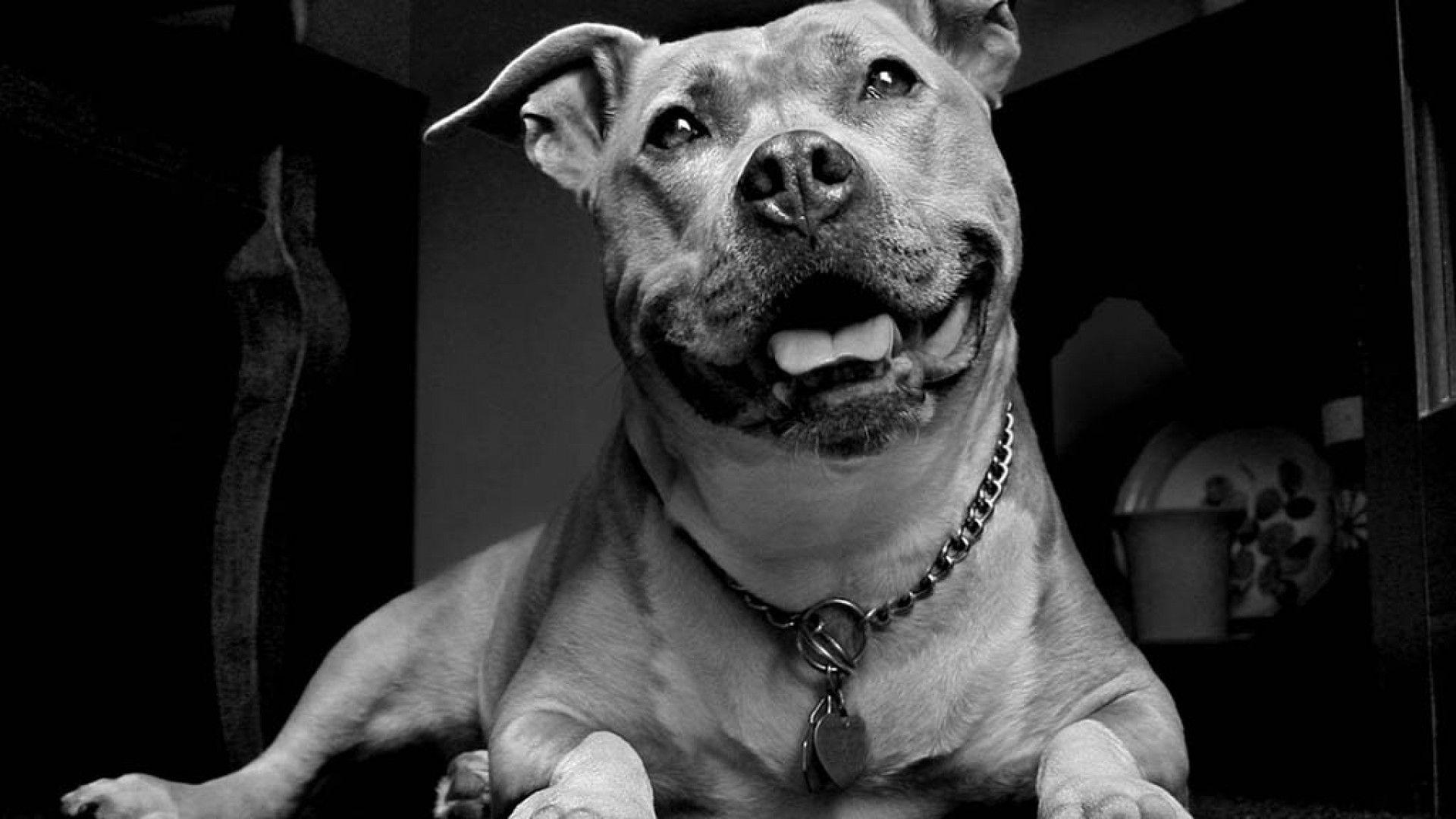 Pitbull Wallpaper Pitbull Smile in Black and White. Dogs