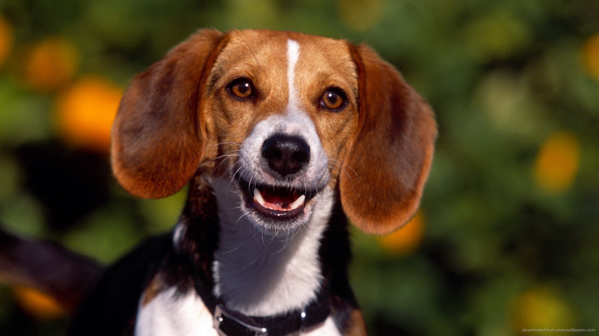 Full HD Wallpaper dog ears smile blurry background, Desktop