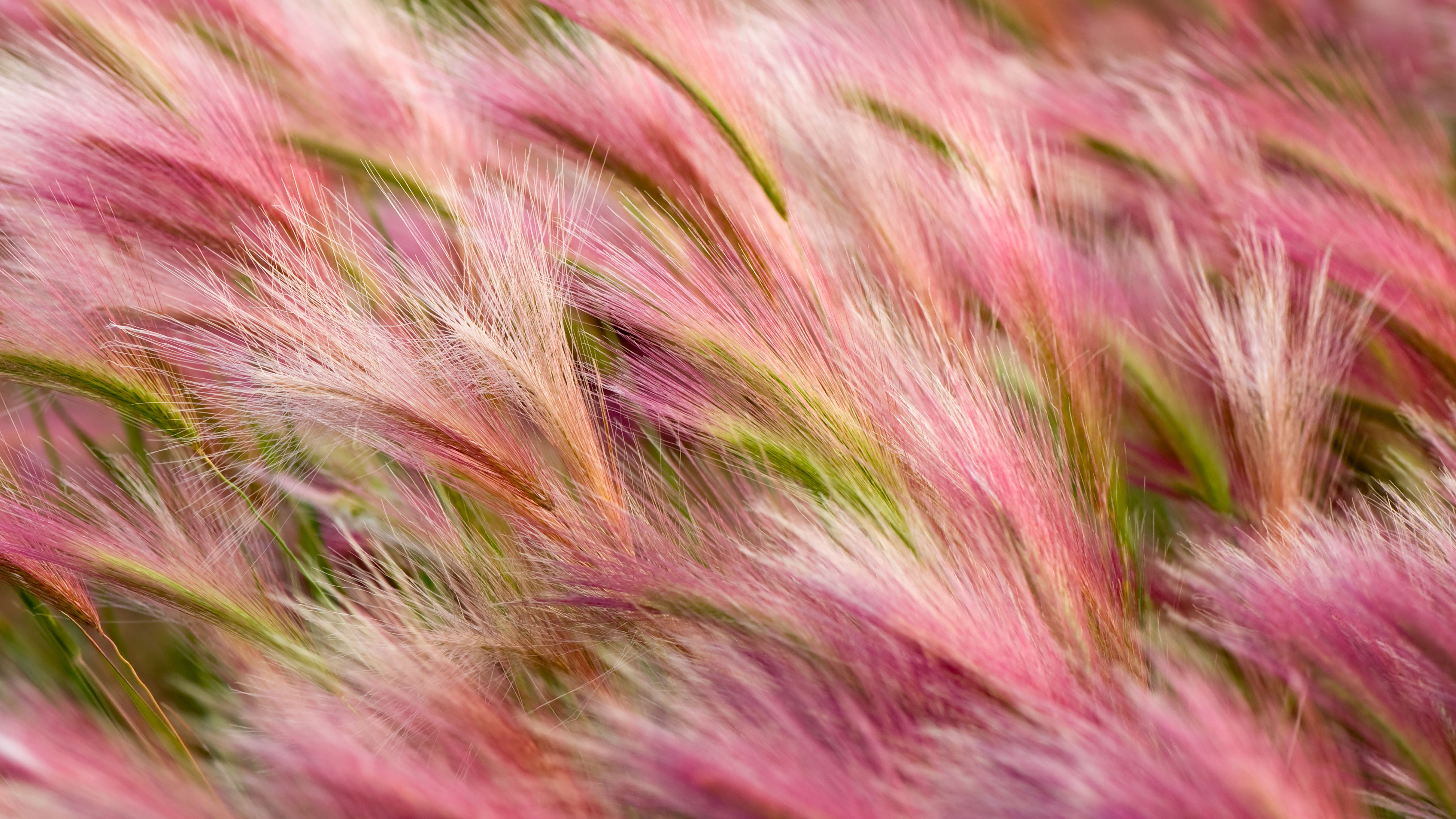 Foxtail Barley. Watermelon Awesome. Landscape wallpaper, Nature