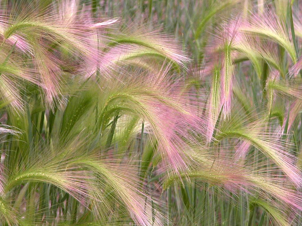 Squirrel Tail Grass Aka Fox Tail Barley (Hordeum Jubatum)
