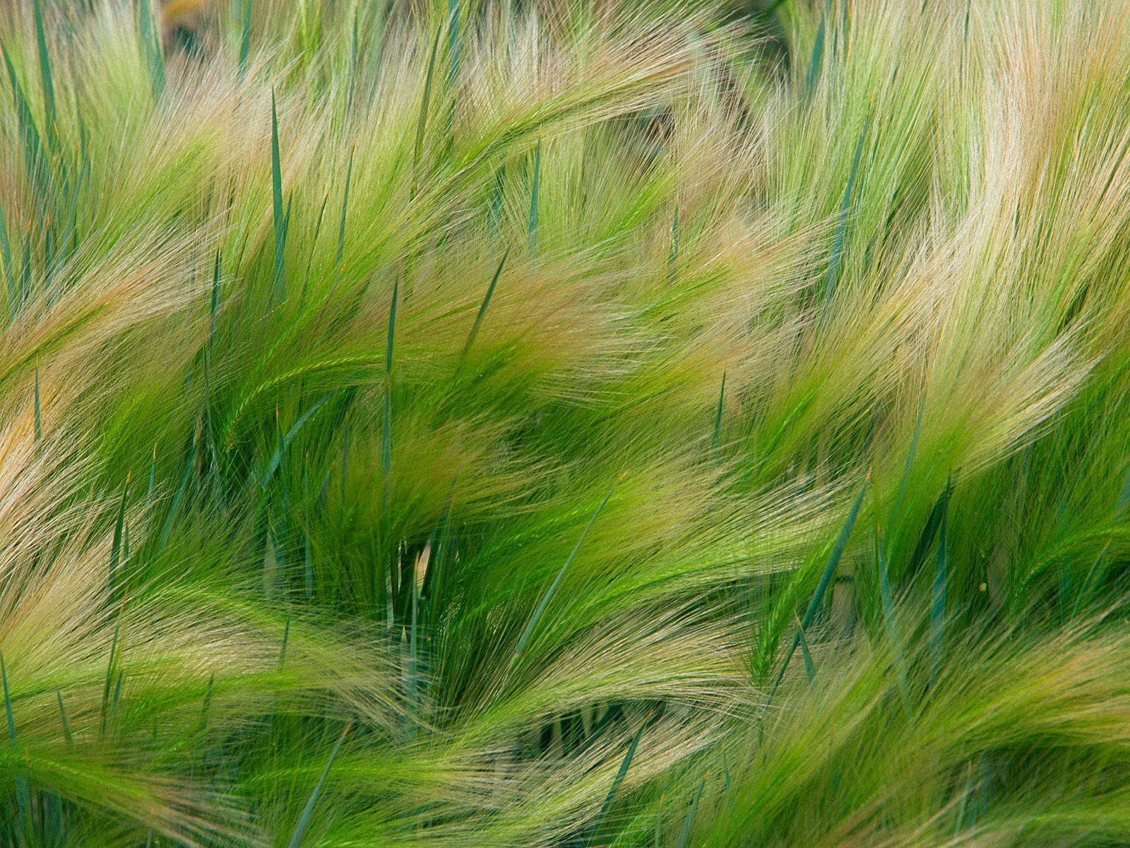 siragugal. pukkal. Ornamental grasses, Herbs, Grass