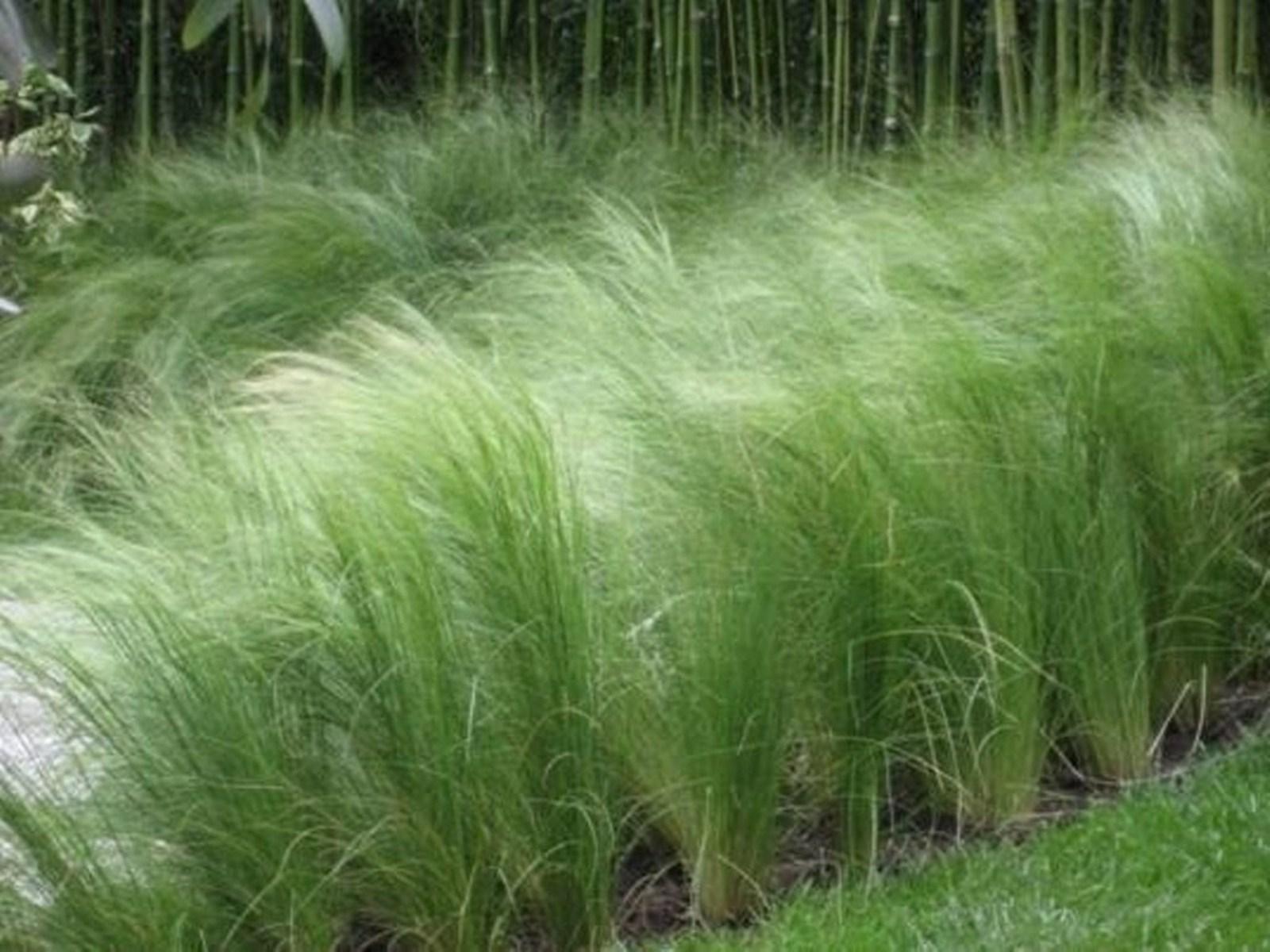 short ornamental grasses HD Wallpaper