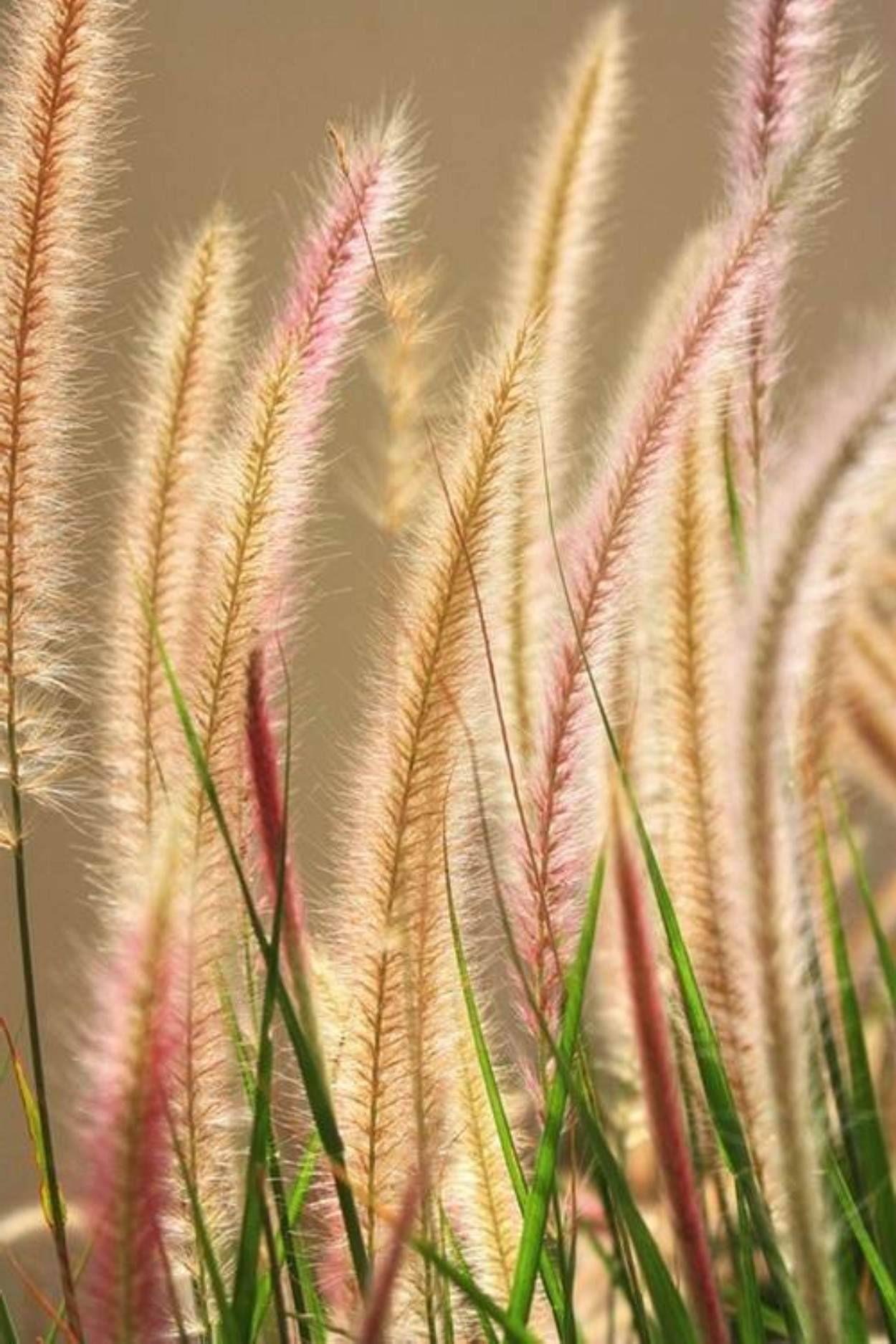Learn how to mulch ornamental grasses! #gardening. photo