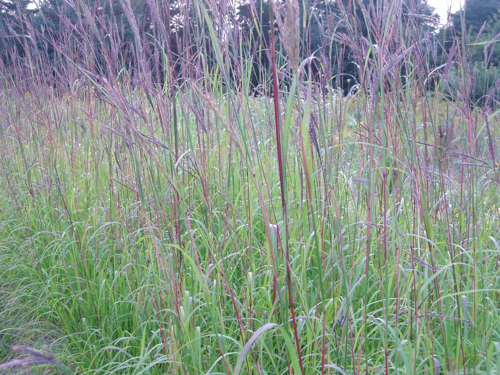 OZ=000 BIG BLUESTEM Seeds American Native Prairie Grass Clumping Ornamental