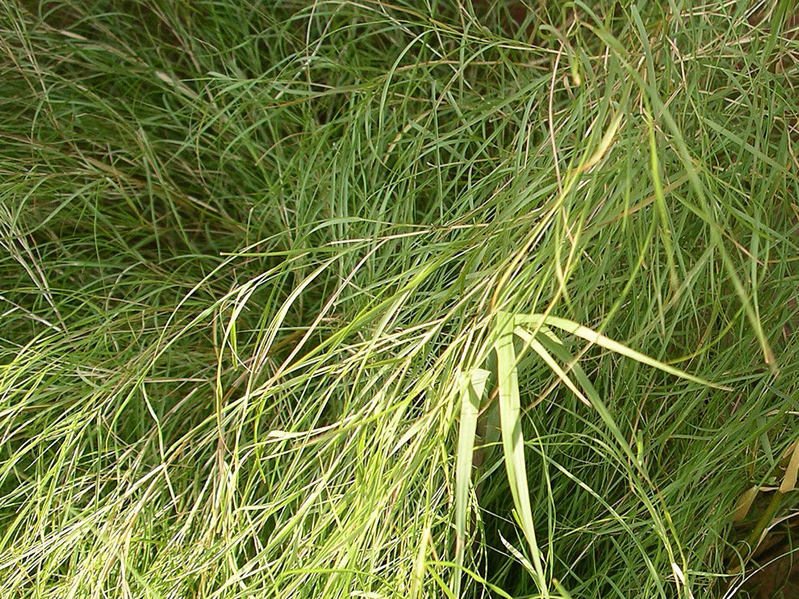 Ornamental Grasses to Grow in Containers