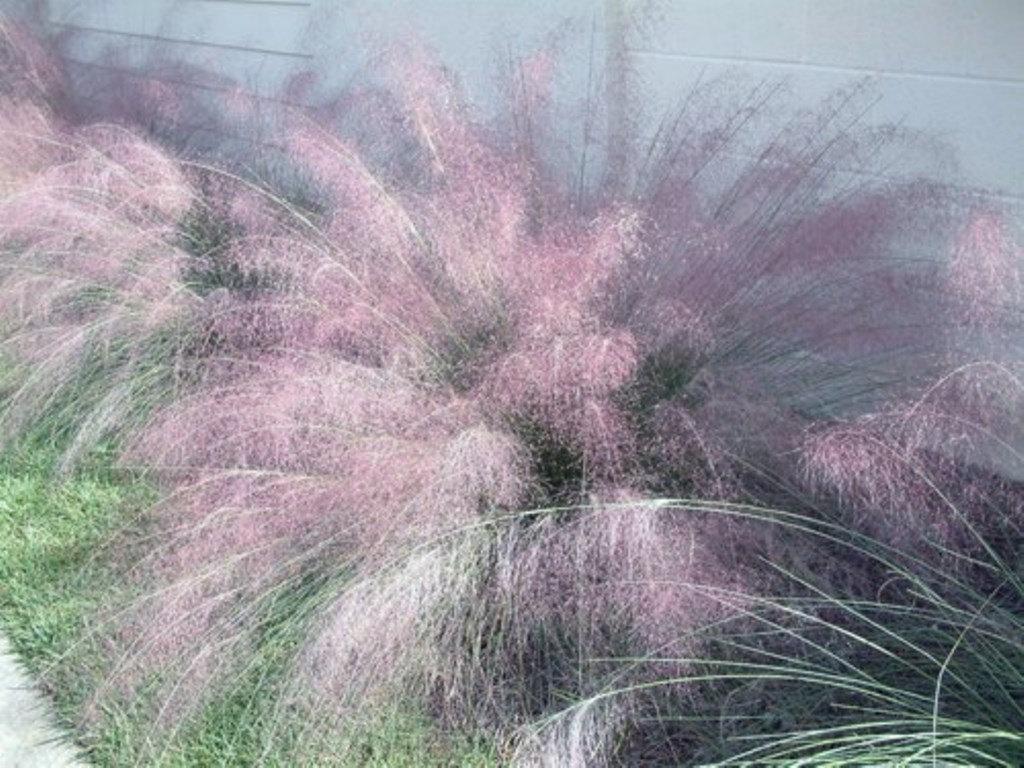Blue muhly Ornamental Grass Seeds, Also Know as, Big muhly, Lindheimer muhly