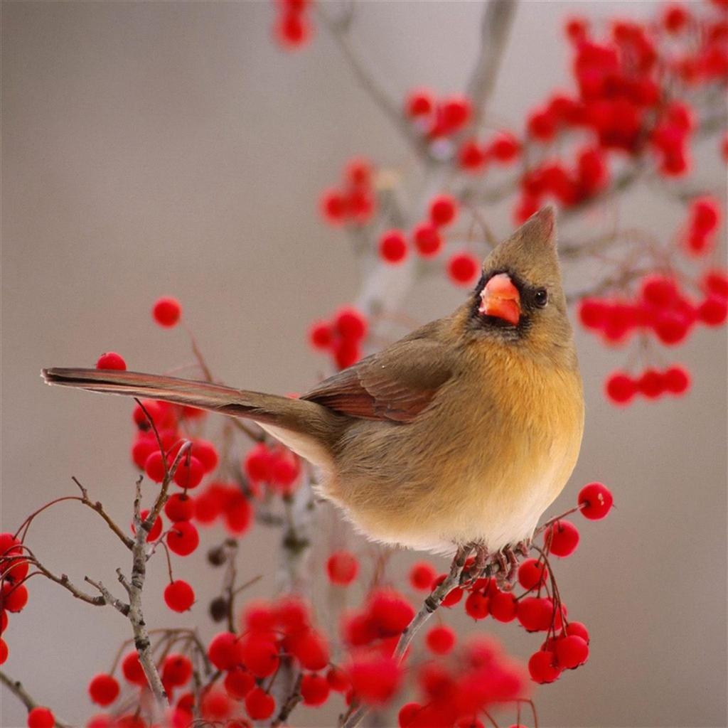 Nature Winter Bird On Wild Red Fruit iPad Air Wallpaper Download