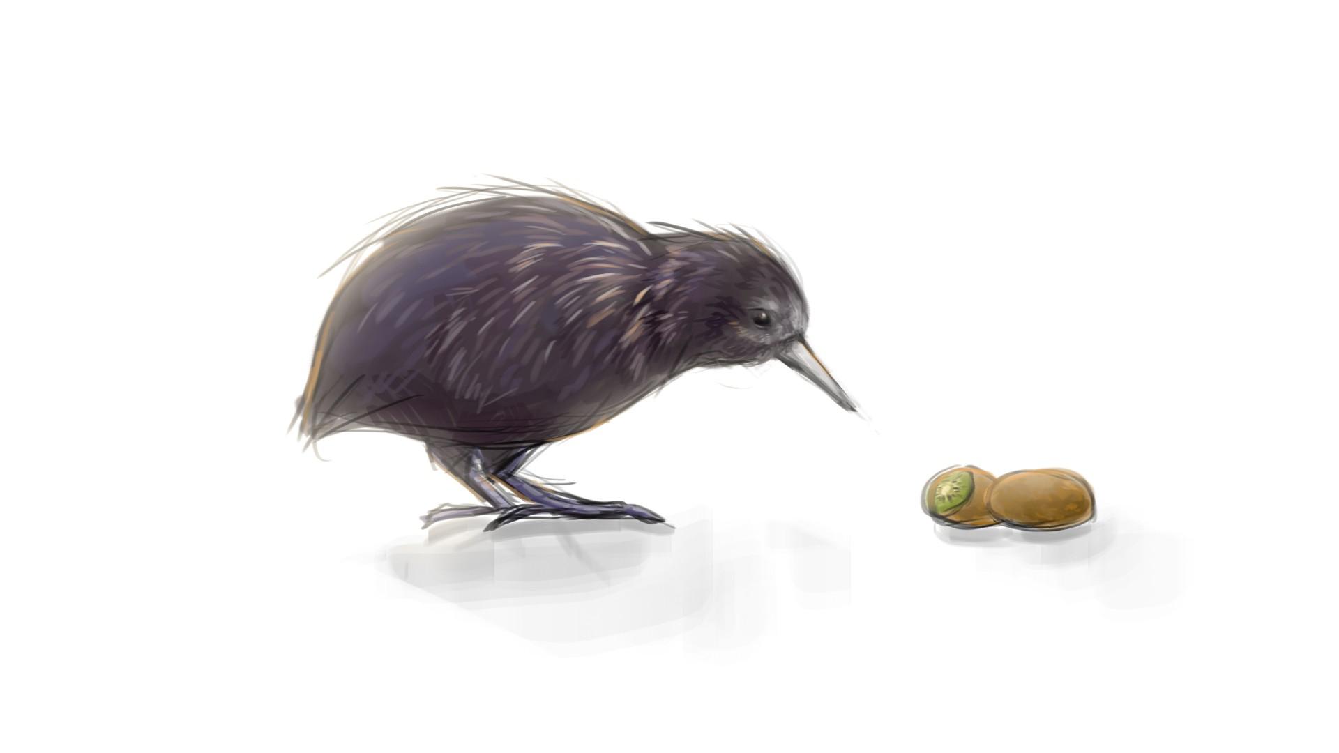 kiwi (animal), Birds, Kiwi (fruit) Wallpaper HD / Desktop