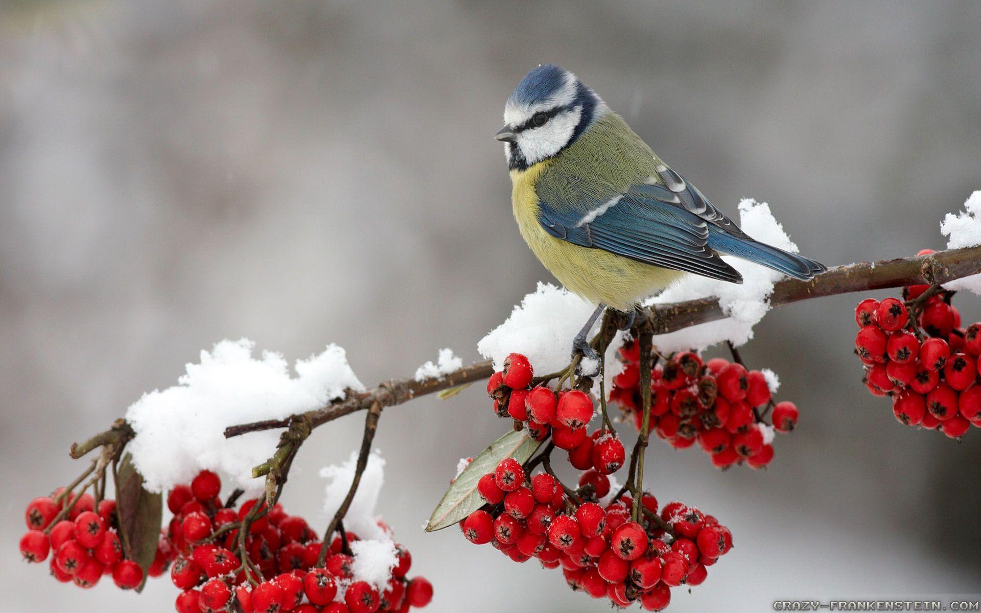 Winter Bird Scenes Wallpaper