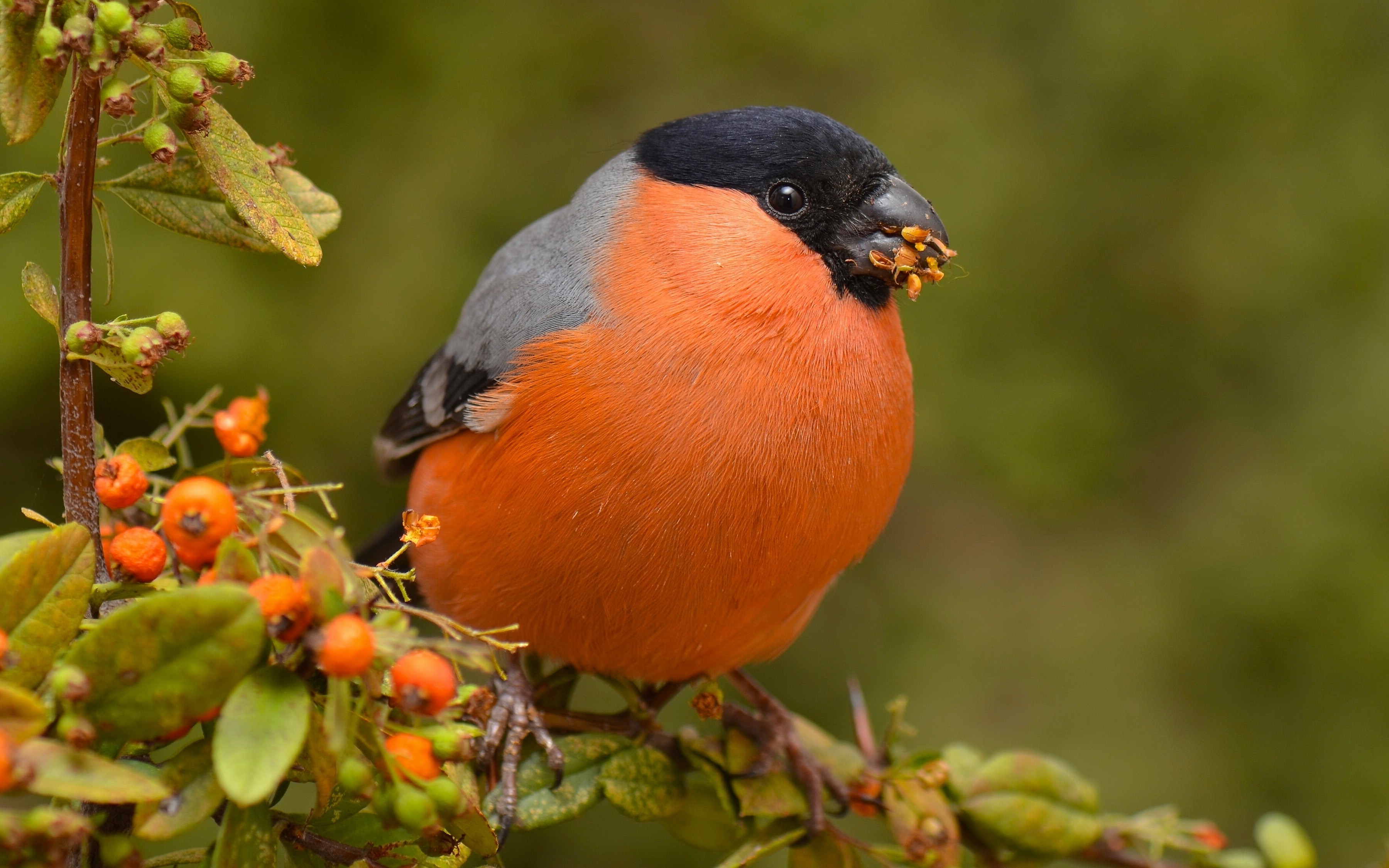 birds macro animals wallpaper and background. Animal