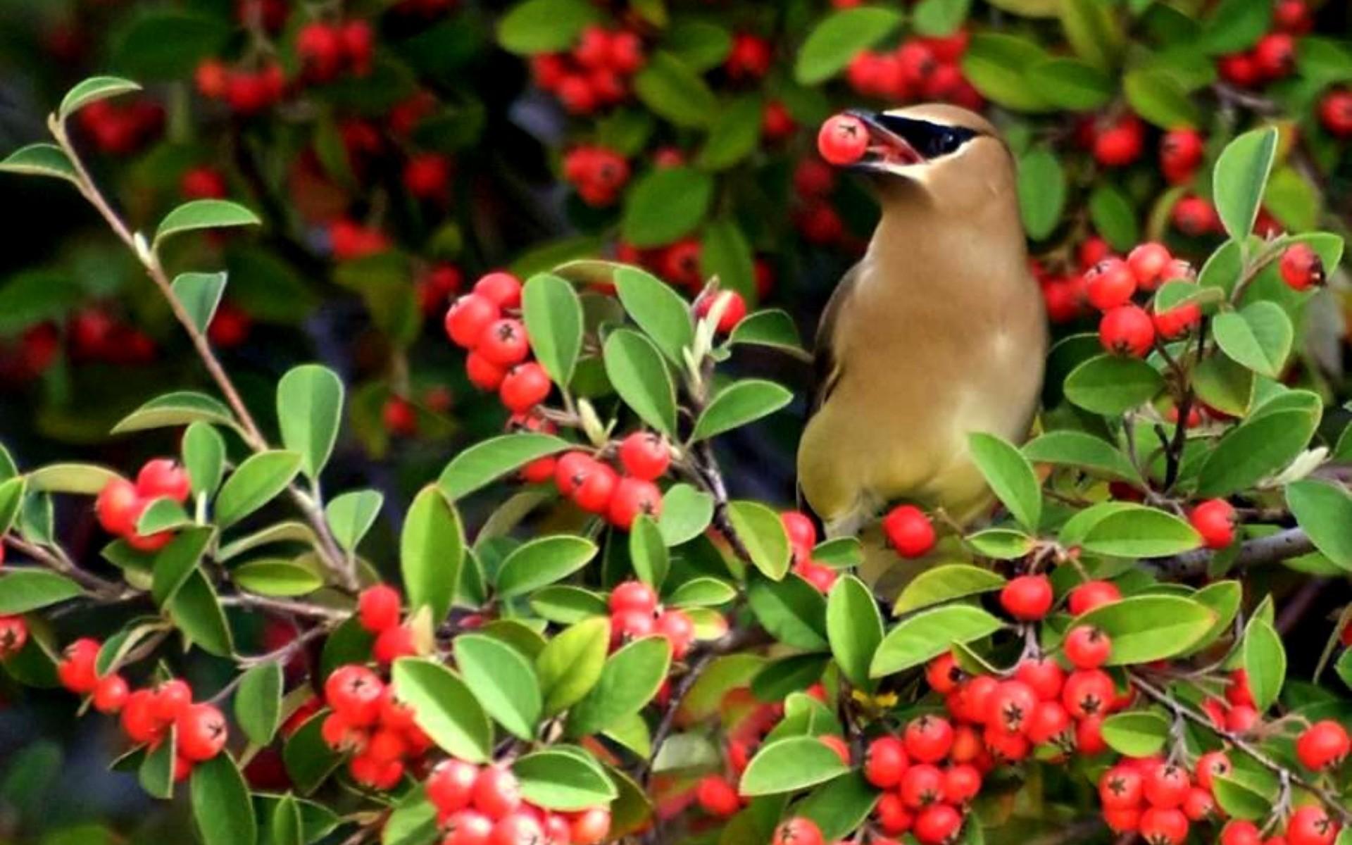 Birds Yummy Berry Tree Red Berries Waxwing Flying Bird Eating