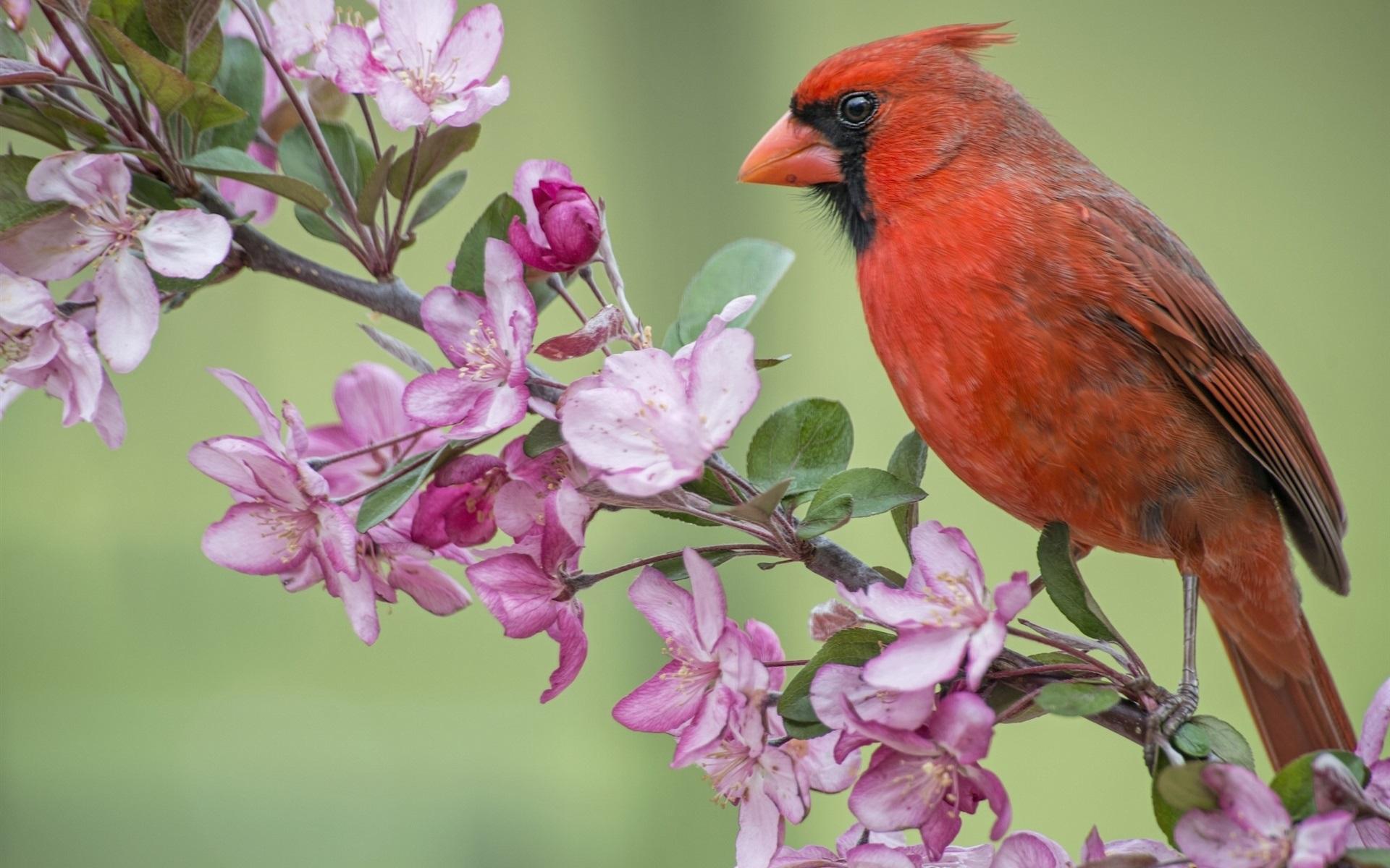 Red cardinal bird Apple tree flowers blossom spring wallpaper