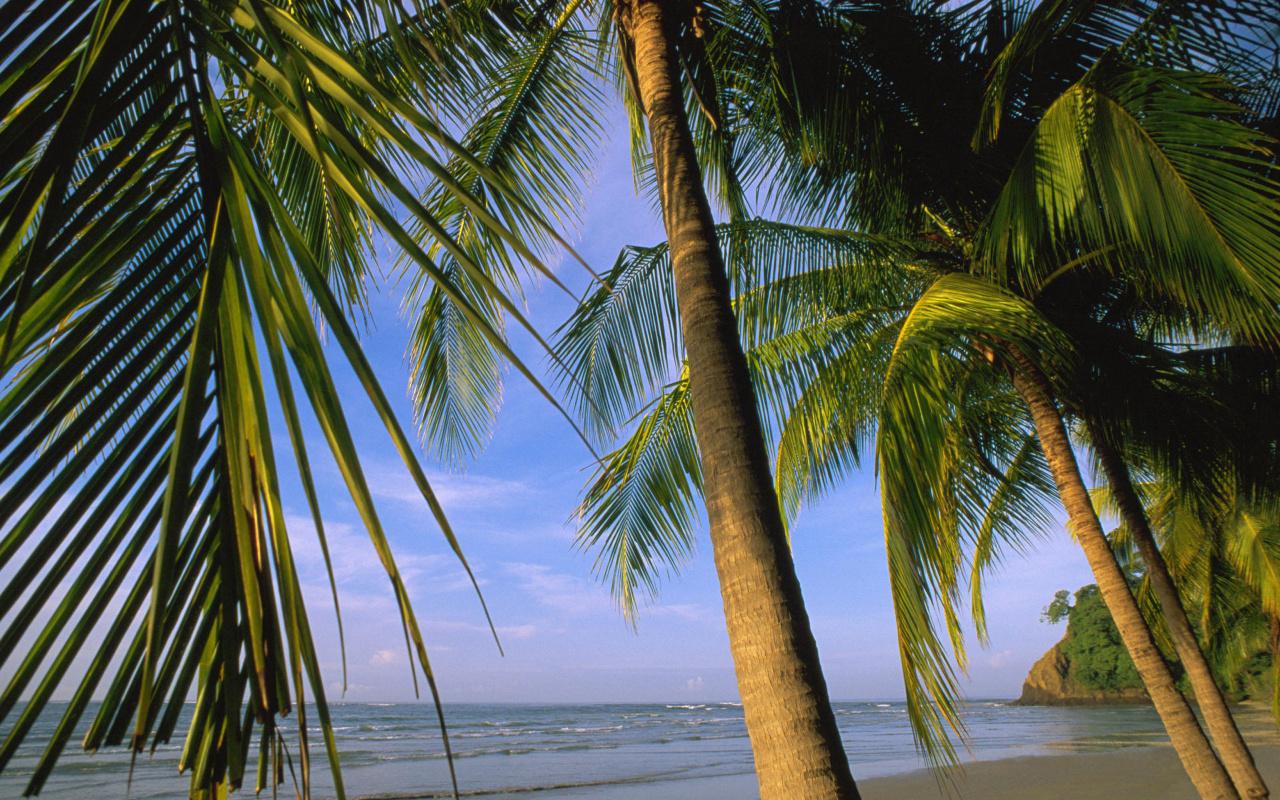 Beach, Costa Rica, Tropics, Sky, Coconut Wallpaper for Lenovo Tab 4