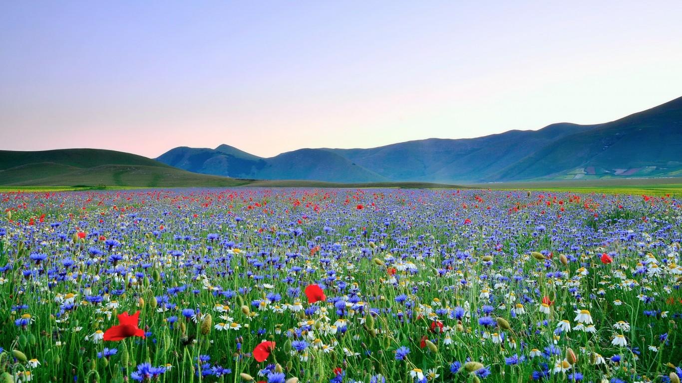 Beautiful Flower Meadow 20388 1366x768px