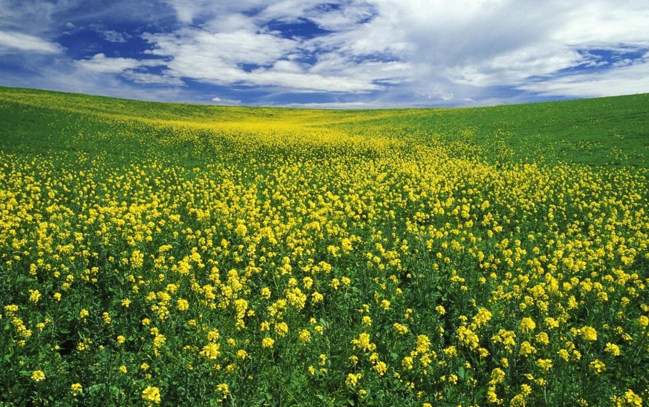 Beautiful Yellow Flower Meadow wallpaper. Beautiful Yellow Flower Meadow