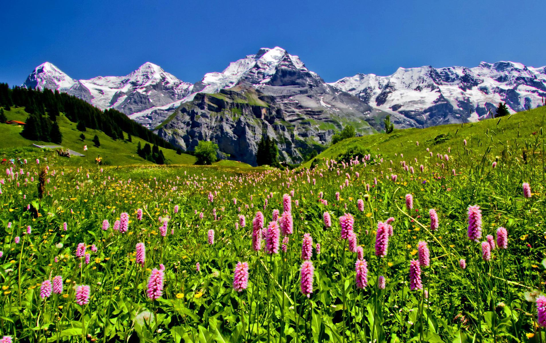 Beautiful Mountain Meadow wallpaper Collection