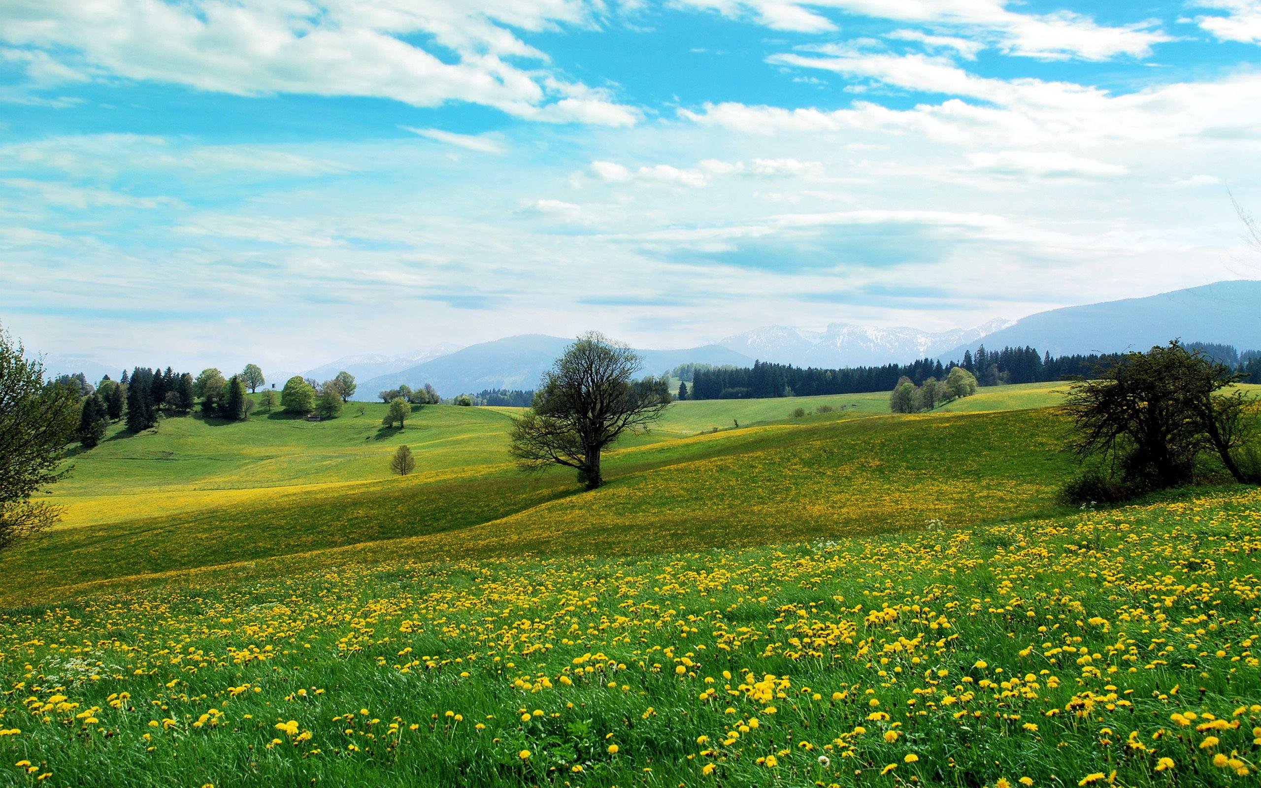 Beautiful meadow with yellow flowers. Scenery wallpaper, Cool