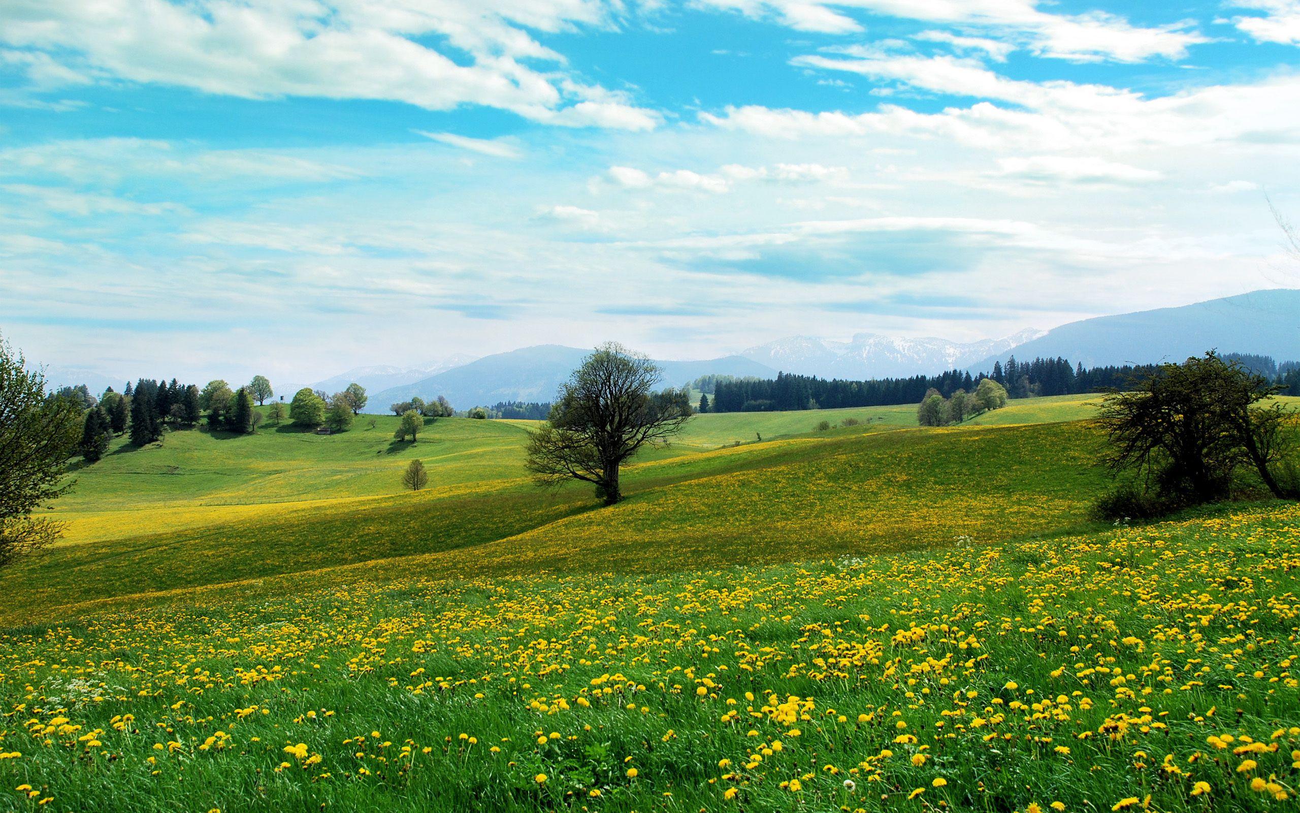 Beautiful meadow with yellow flowers. Splendor. Landscape