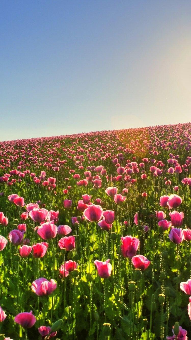 Lovely spring meadow =D. Fields. Beautiful flowers wallpaper