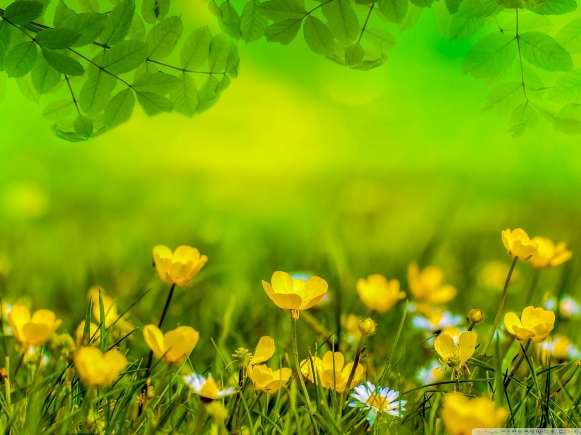 Beautiful Spring Meadow ❤ 4K HD Desktop Wallpaper for 4K Ultra HD