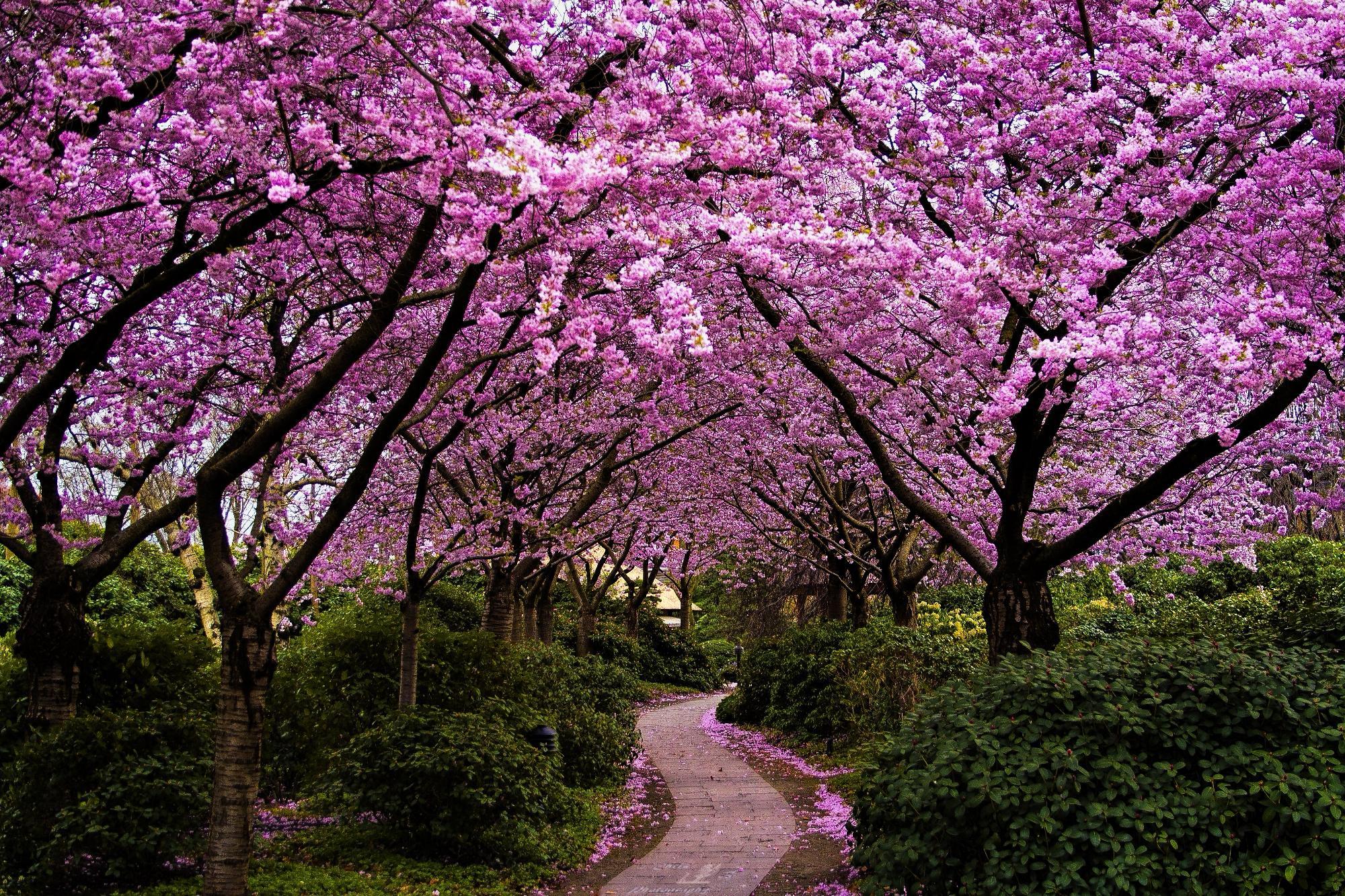 Spring in Japan Wallpaper HD free download