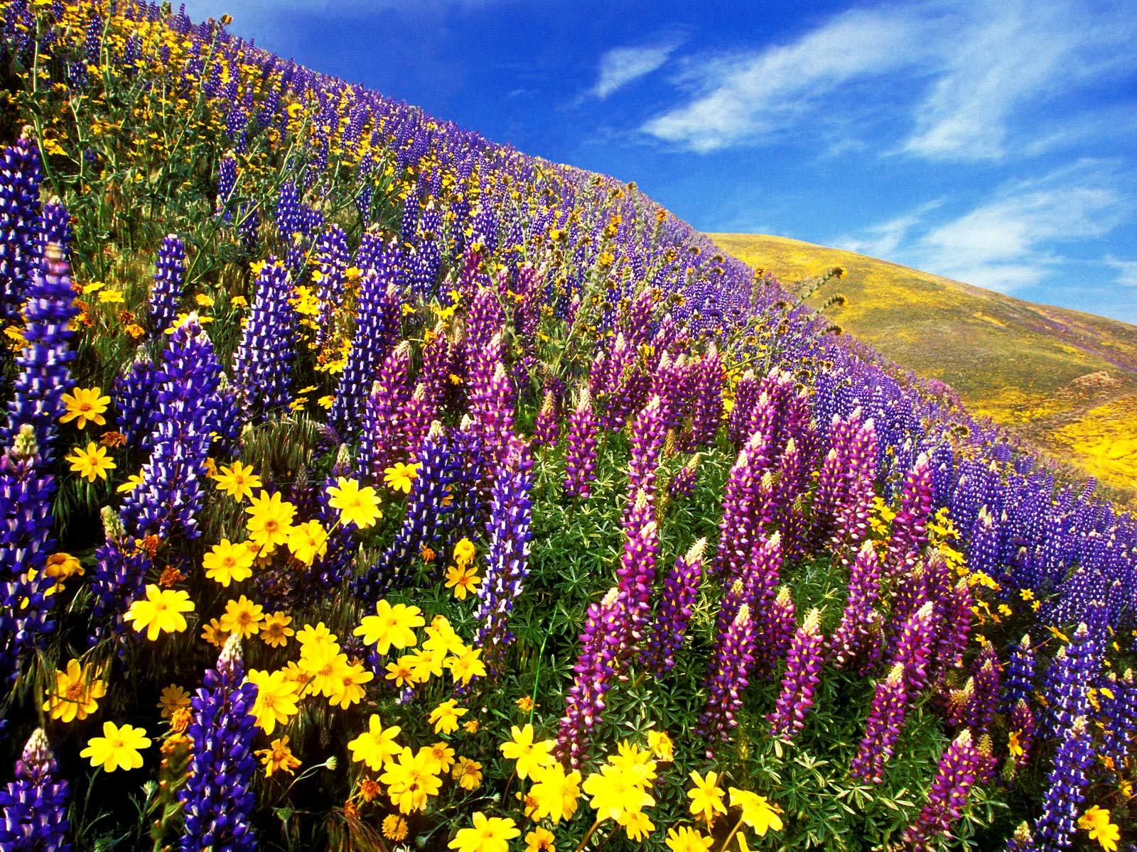 Flowers: Beautiful Meadow Hill Colorful Flowers Flower Wallpaper