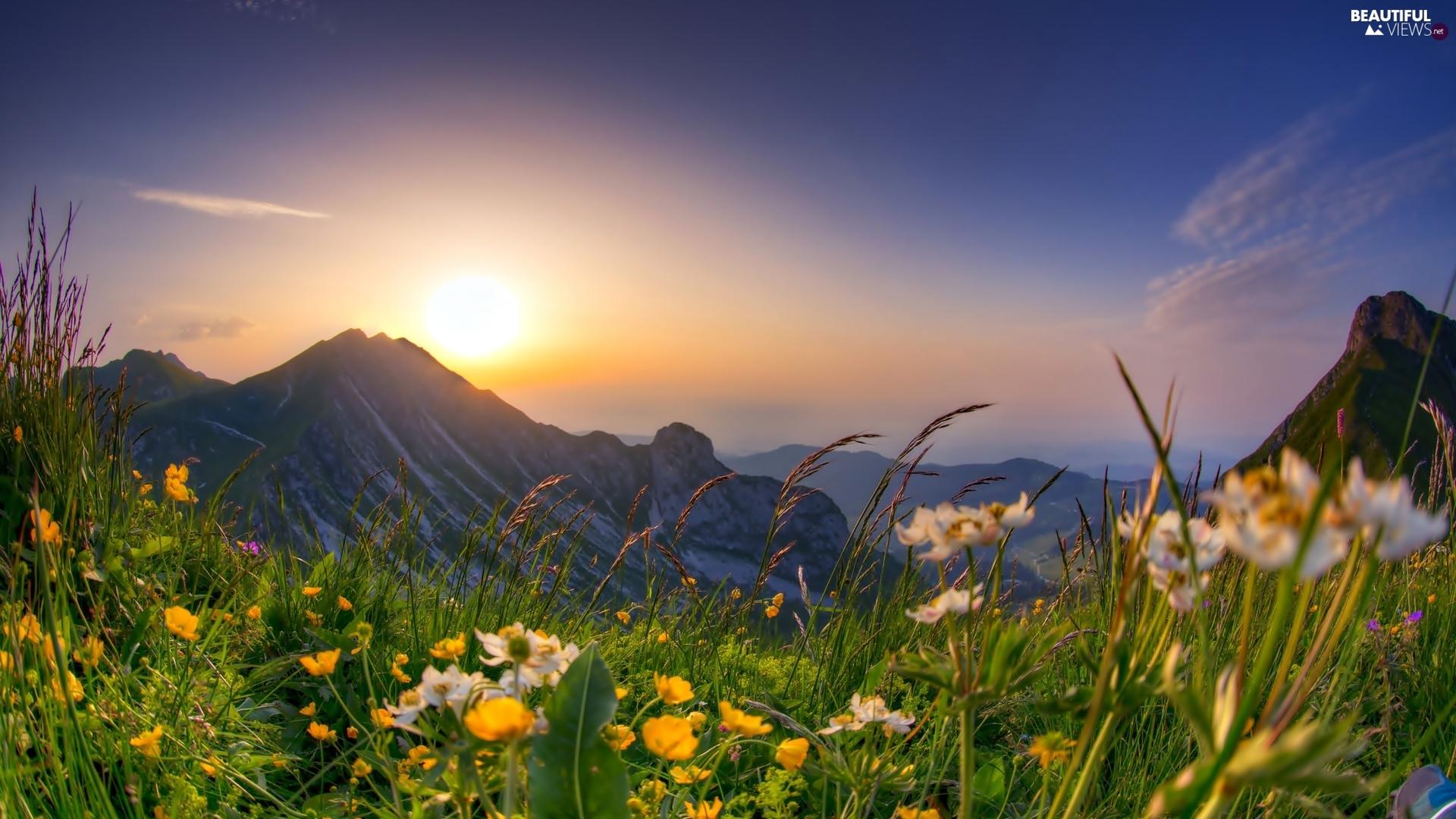 Spring meadow of flowers